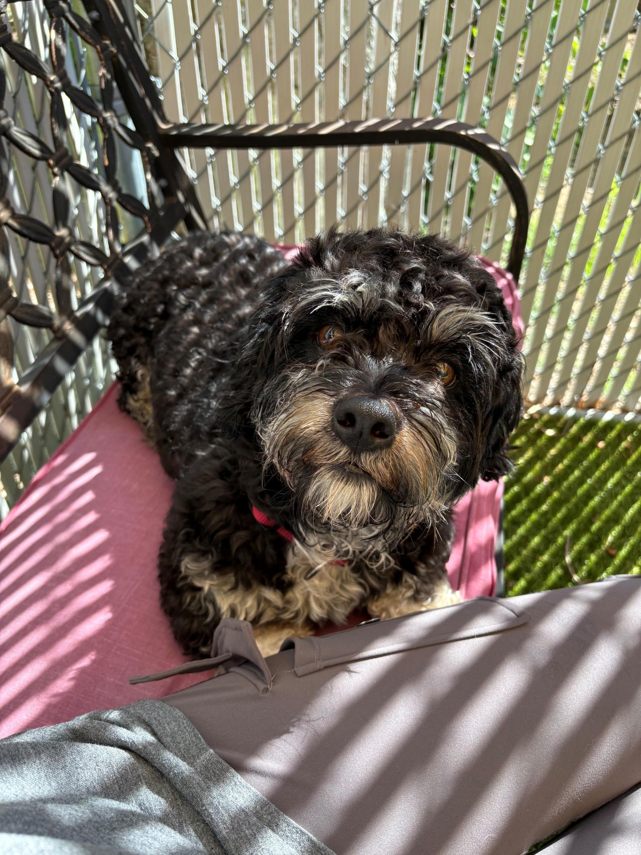 Rocky, adopted, Young Male Shih Tzu.
