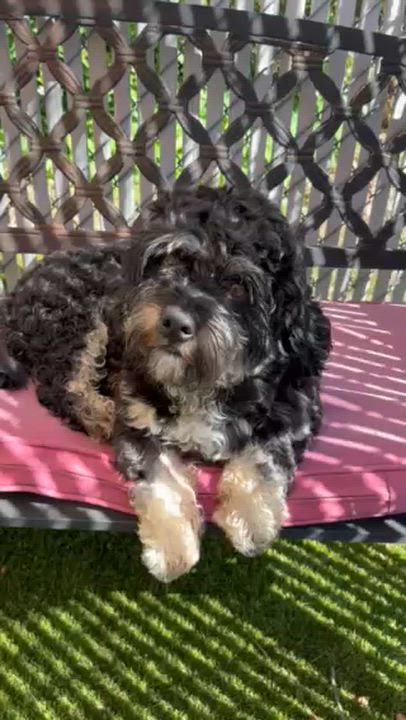 Enlarge Rocky, an adopted mixed breed in Kingston, MA video 6/6