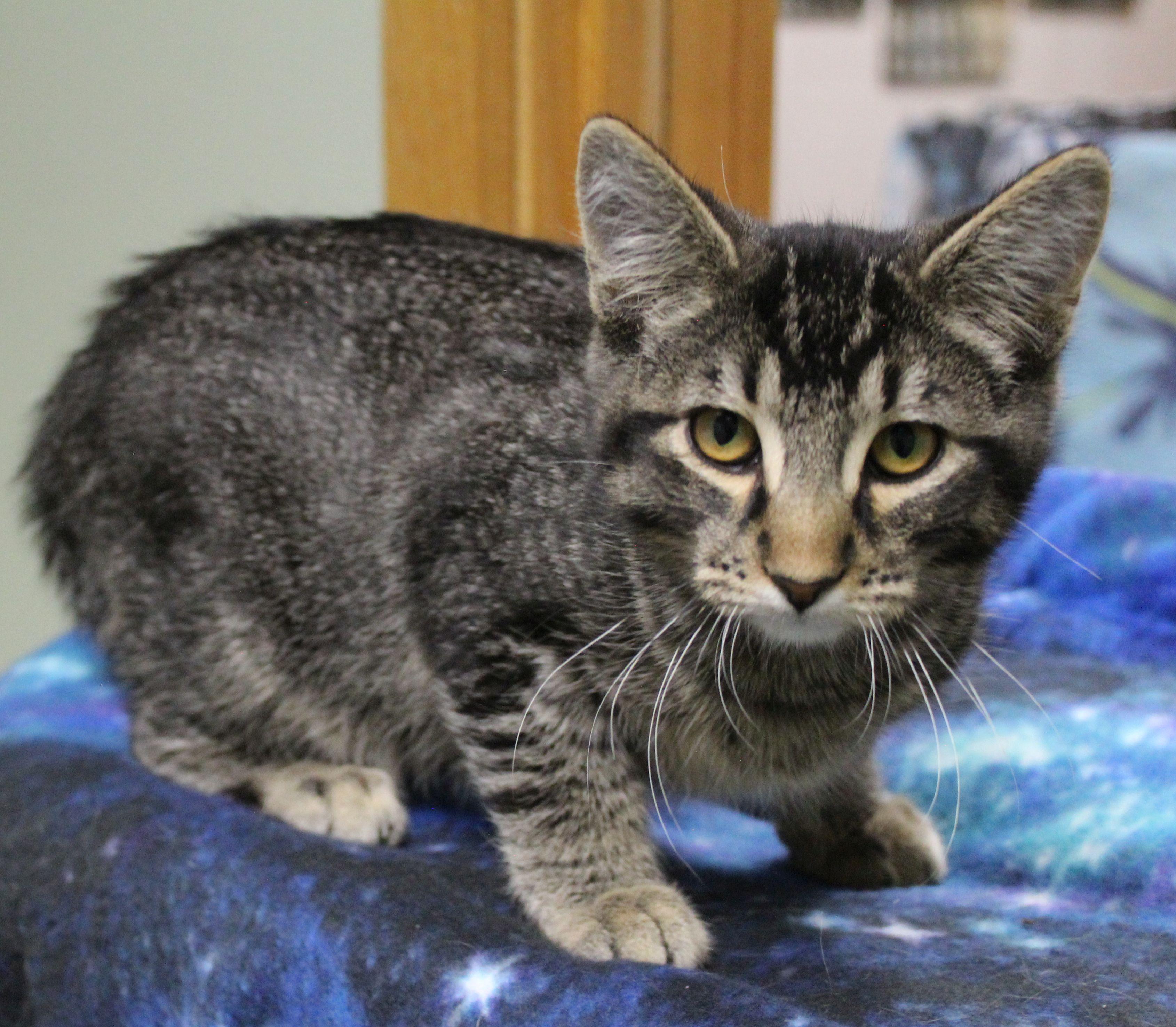 Enlarge Henry, a ADOPTABLE Domestic Short Hair in Portage, WI image 2/3