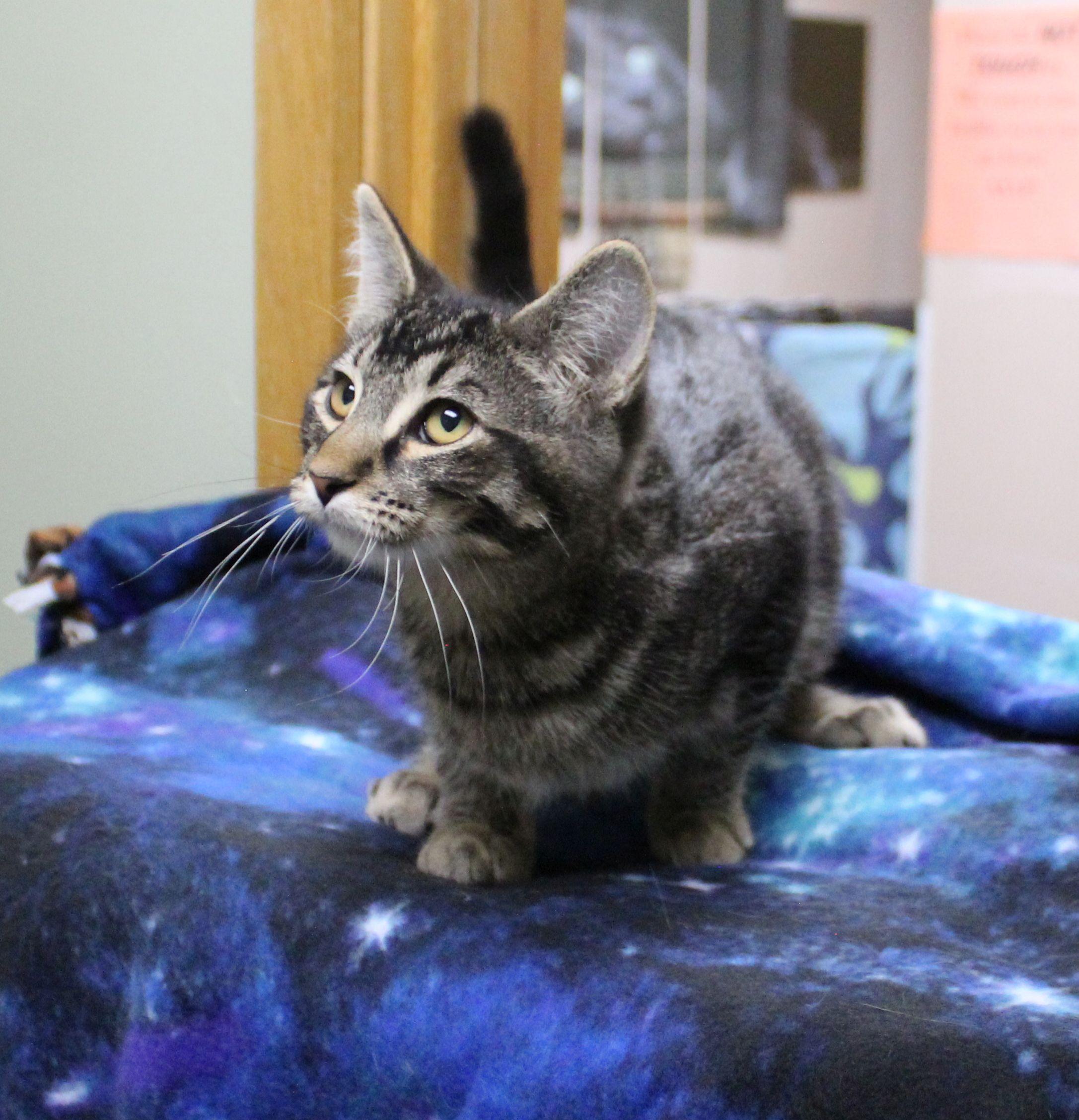 Enlarge Henry, a ADOPTABLE Domestic Short Hair in Portage, WI image 1/3