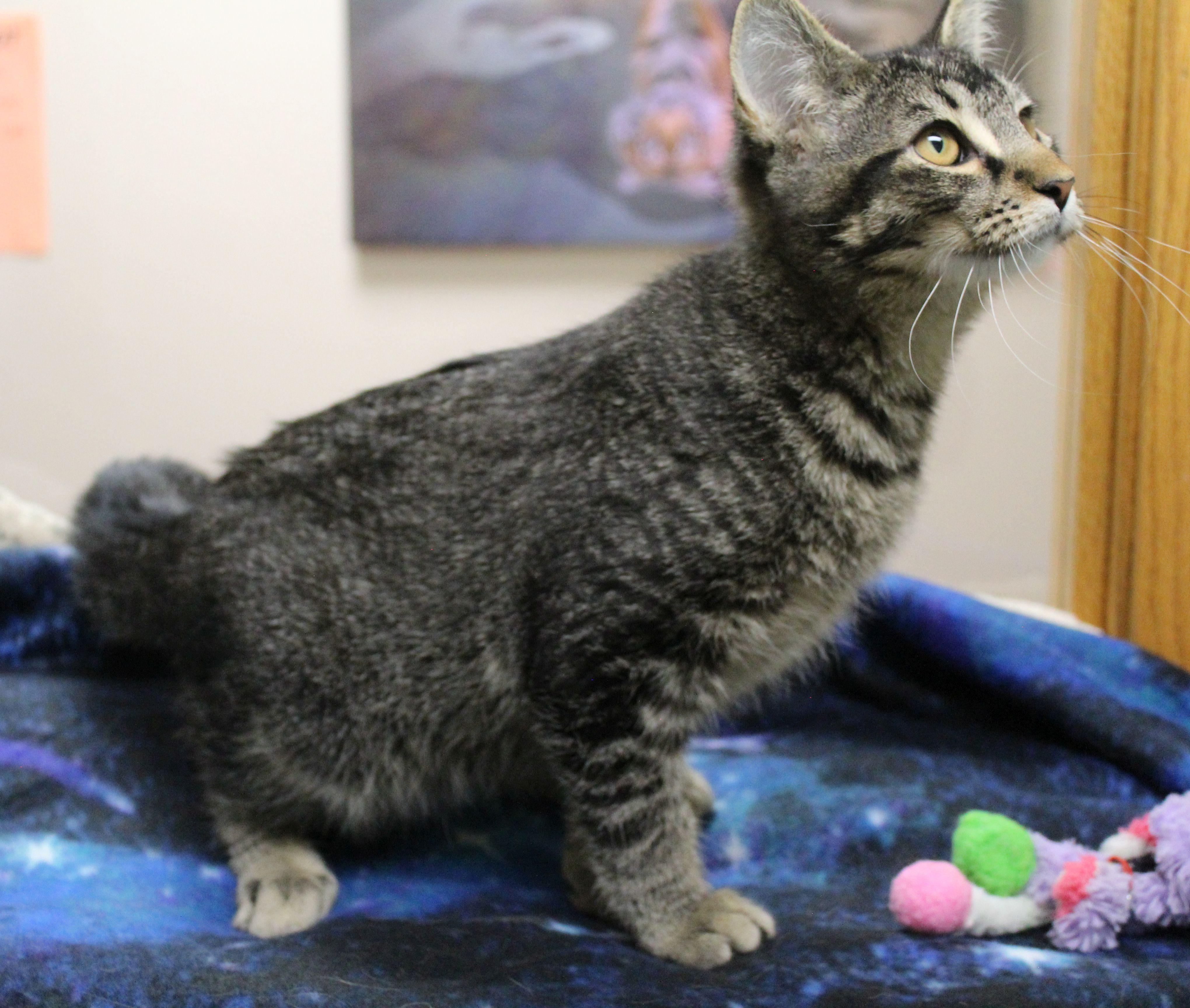 Enlarge Henry, a ADOPTABLE Domestic Short Hair in Portage, WI image 3/3