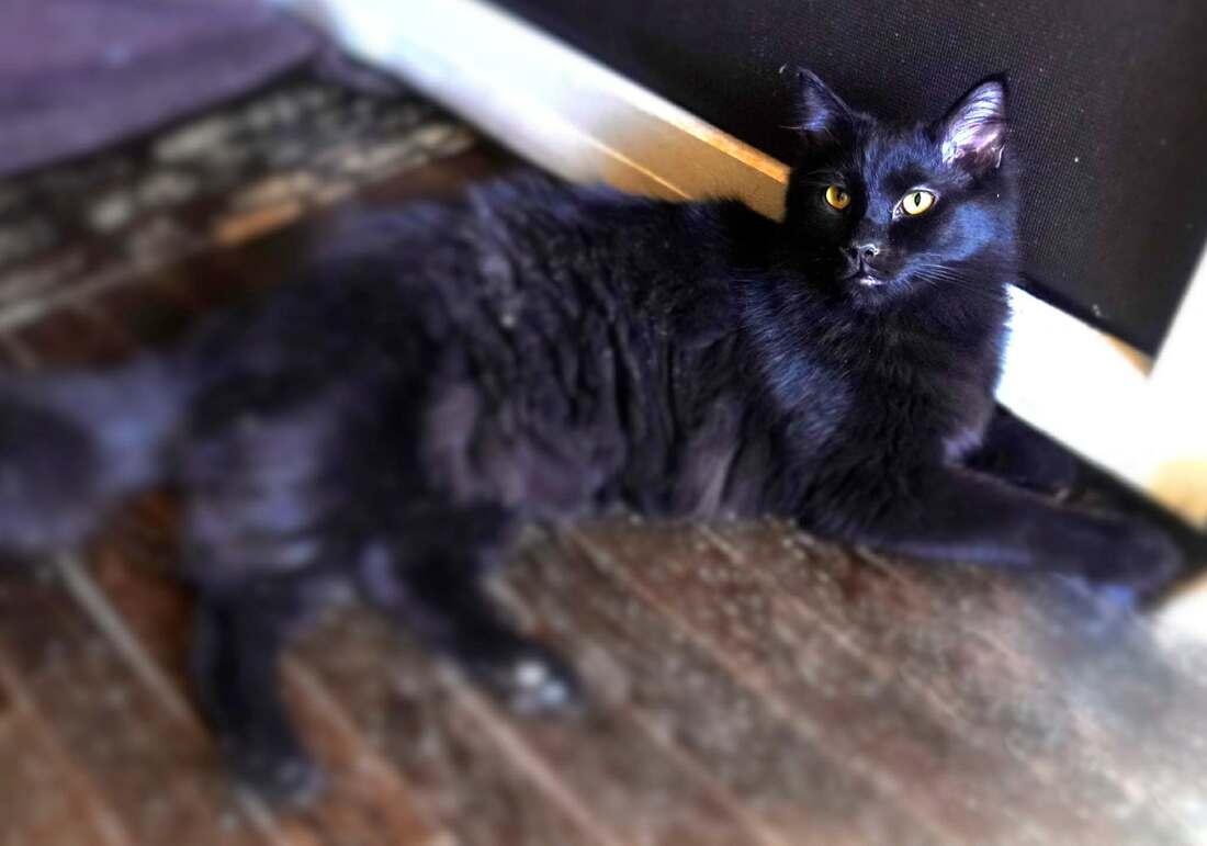 Raze, a ADOPTABLE Domestic Long Hair in Kalamazoo, MI image 3/3