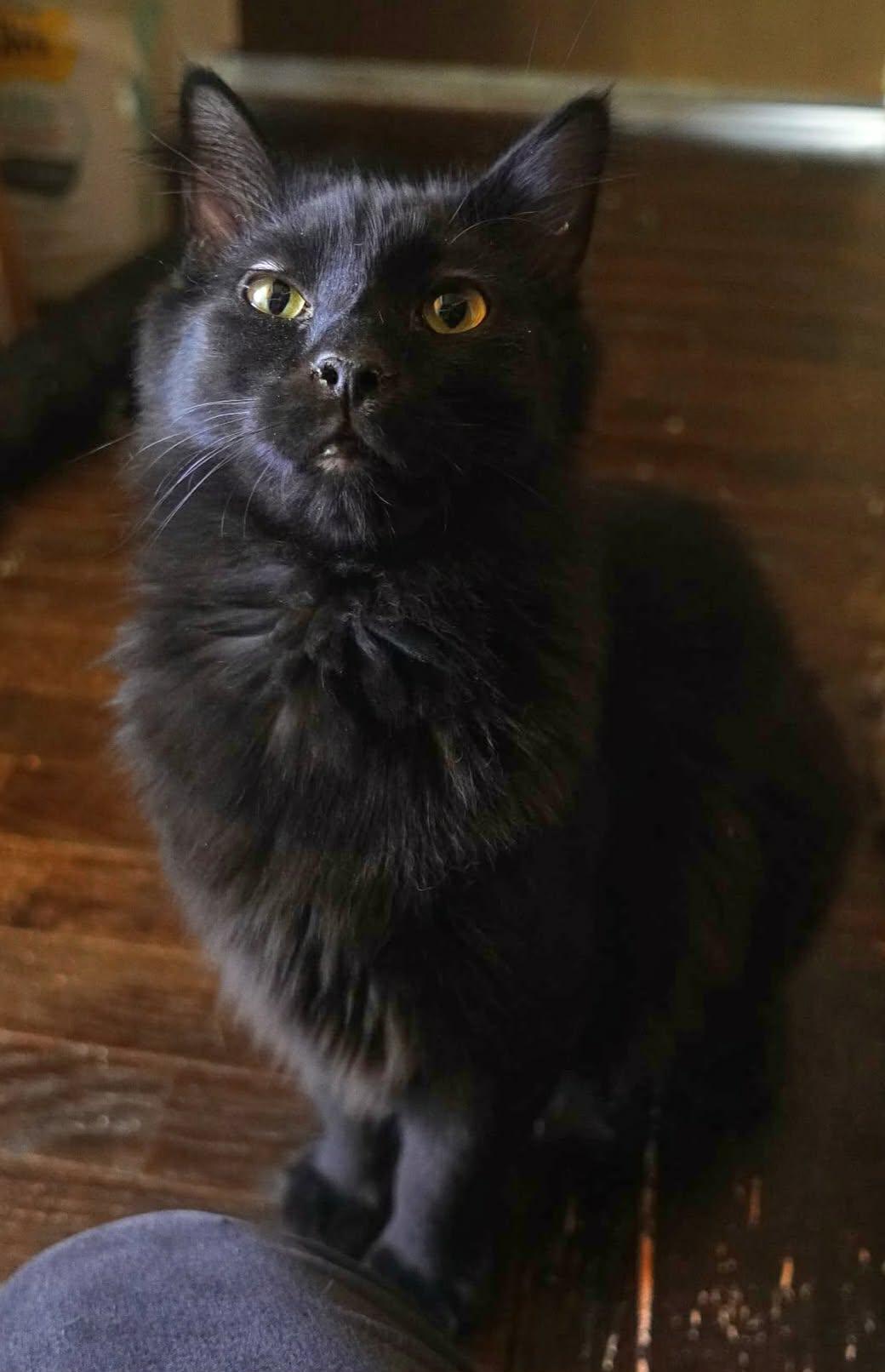Raze, a ADOPTABLE Domestic Long Hair in Kalamazoo, MI image 2/3