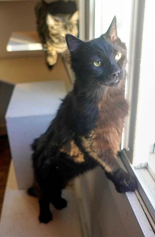 Raze, ADOPTABLE, Kitten Male Domestic Long Hair.