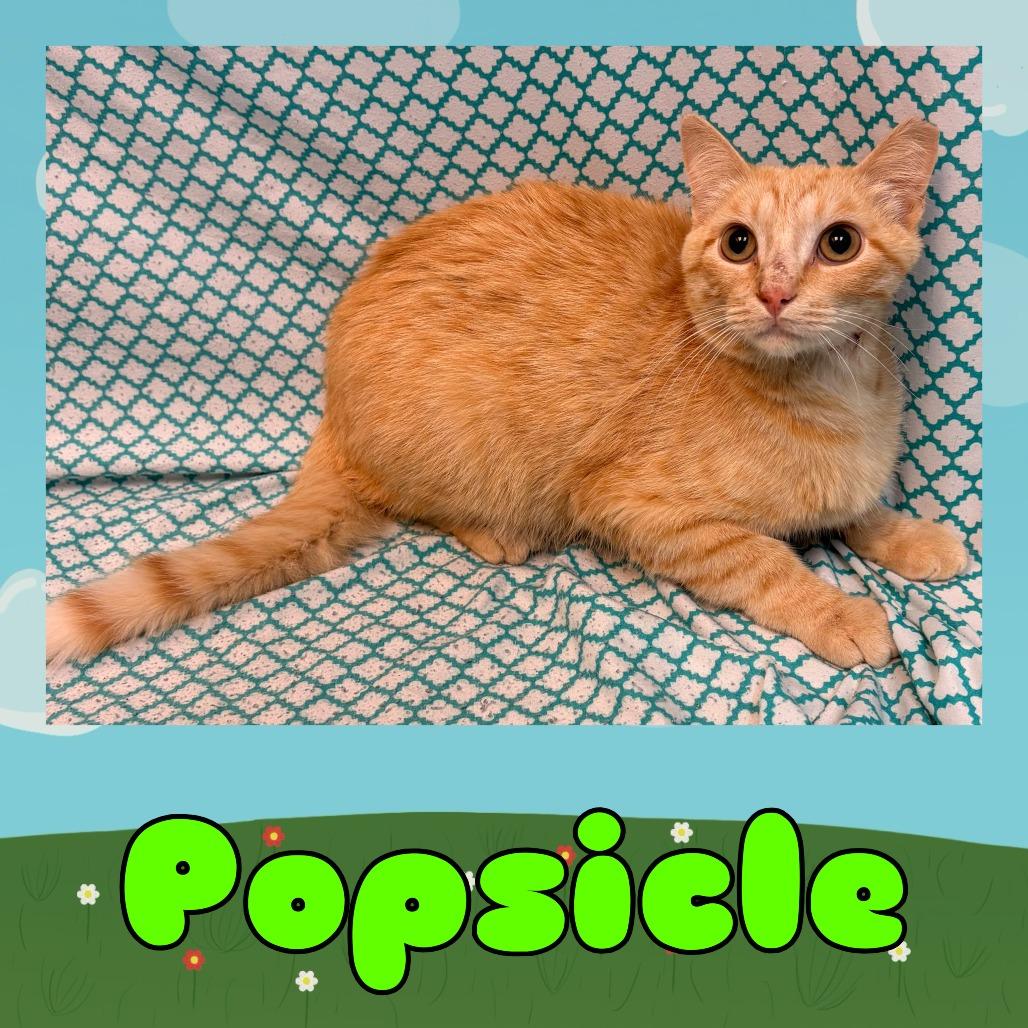 Popsicle, Adoptable, Young Male Domestic Short Hair.