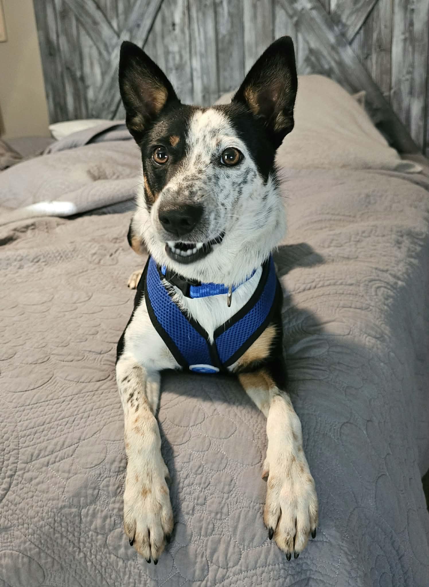 Huck, adopted, Young Male Cattle Dog & Jack Russell Terrier.