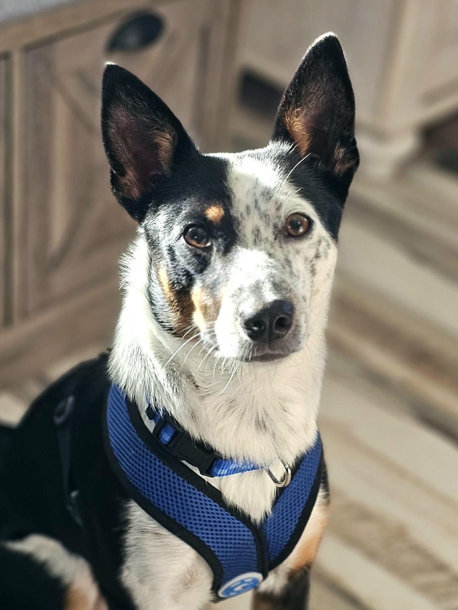 Enlarge Huck, an adopted mixed breed in McDonough, GA image 4/6