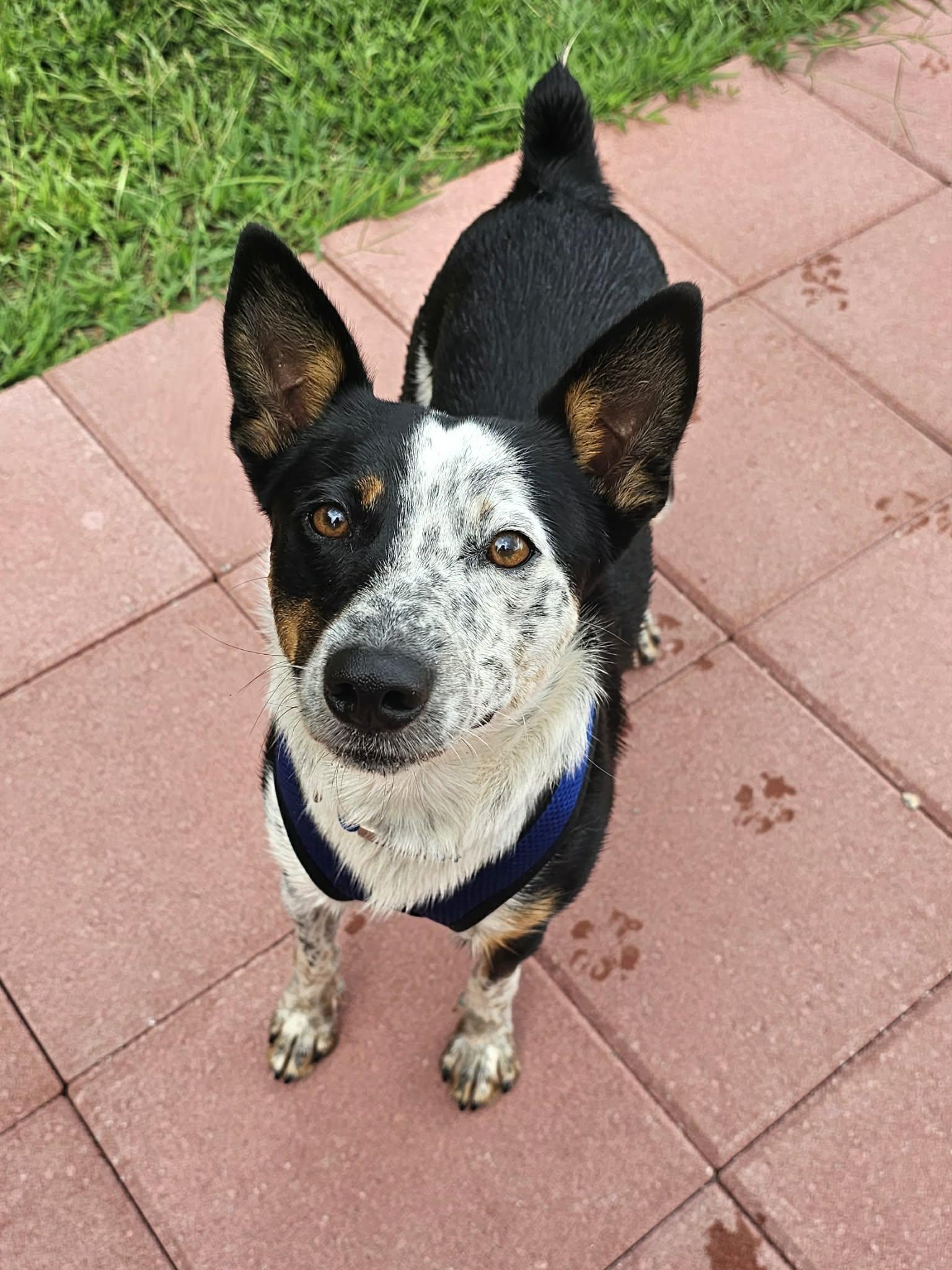 Enlarge Huck, an adopted mixed breed in McDonough, GA image 6/6