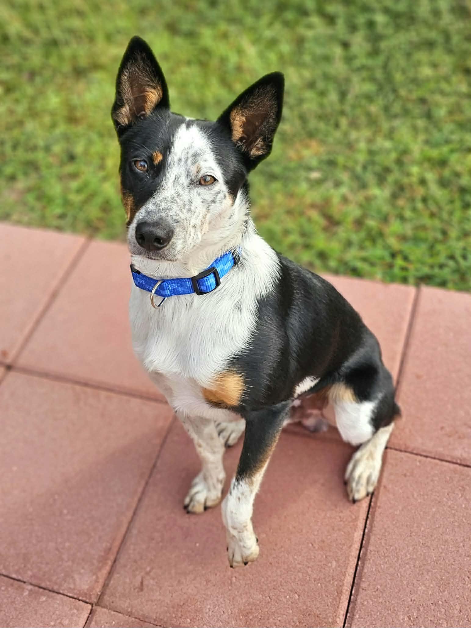 Enlarge Huck, an adopted mixed breed in McDonough, GA image 3/6