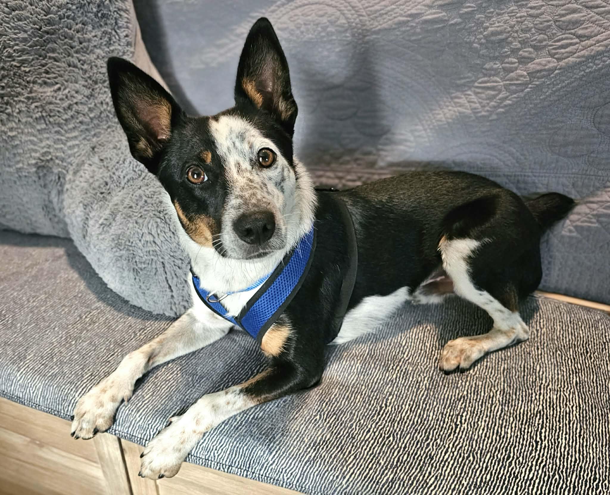Enlarge Huck, an adopted mixed breed in McDonough, GA image 2/6