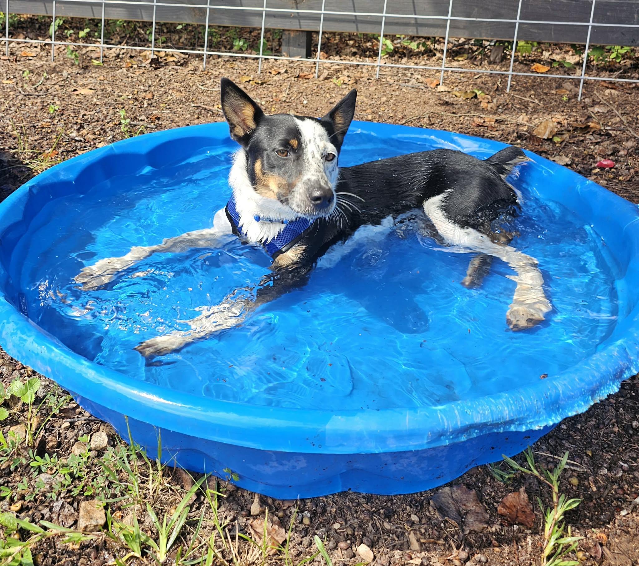Enlarge Huck, an adopted mixed breed in McDonough, GA image 5/6