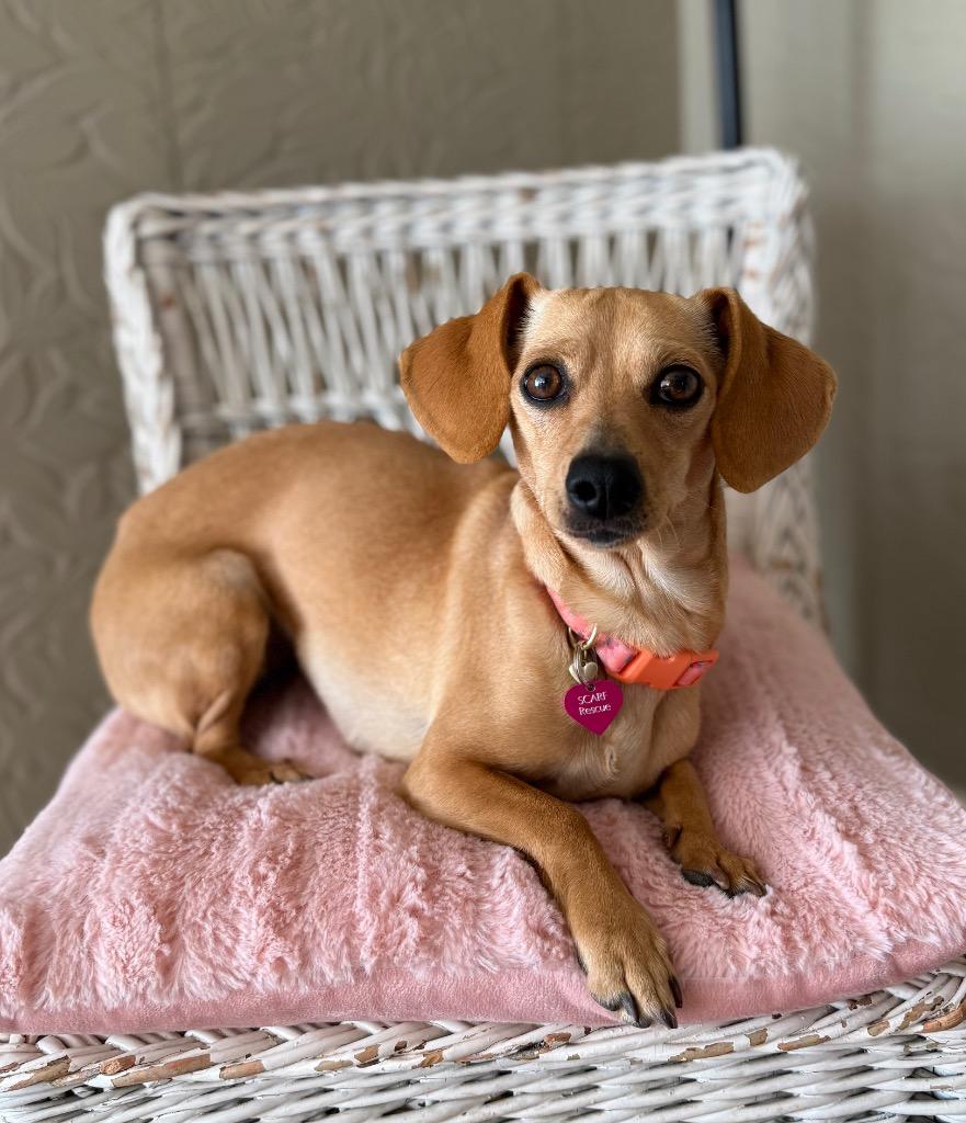 Enlarge Sugar, a Adoptable mixed breed in Junction, TX image 1/2