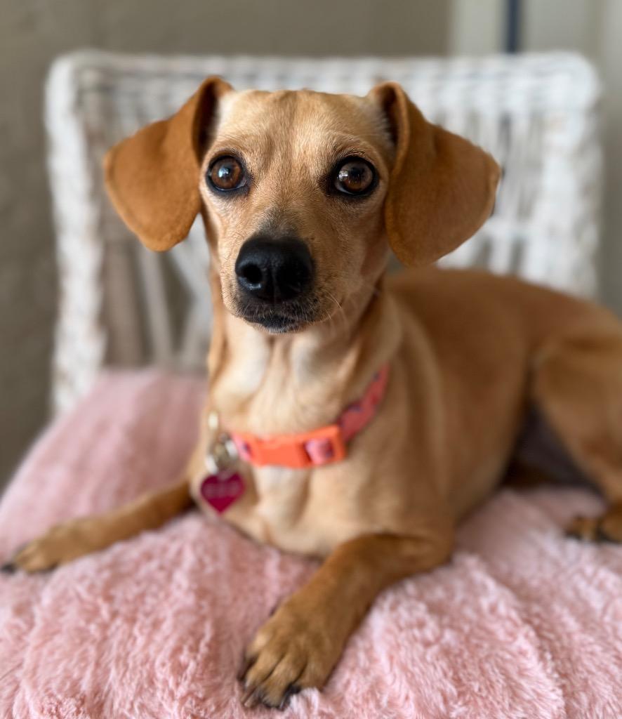 Enlarge Sugar, a Adoptable mixed breed in Junction, TX image 2/2