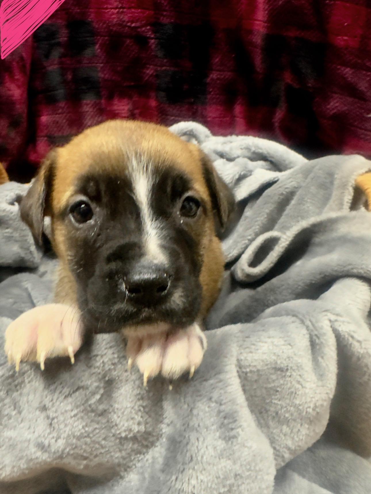 Scrabble, ADOPTABLE, Puppy Female Catahoula Leopard Dog.