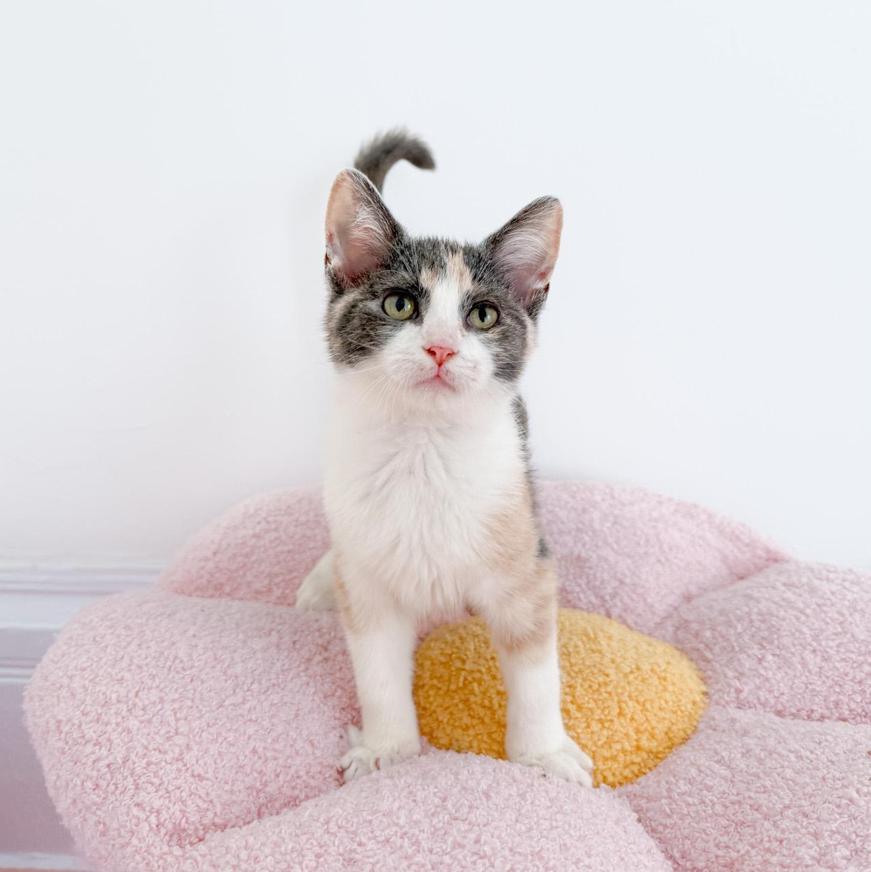 Wanda, Adoptable, Young Female Dilute Calico.