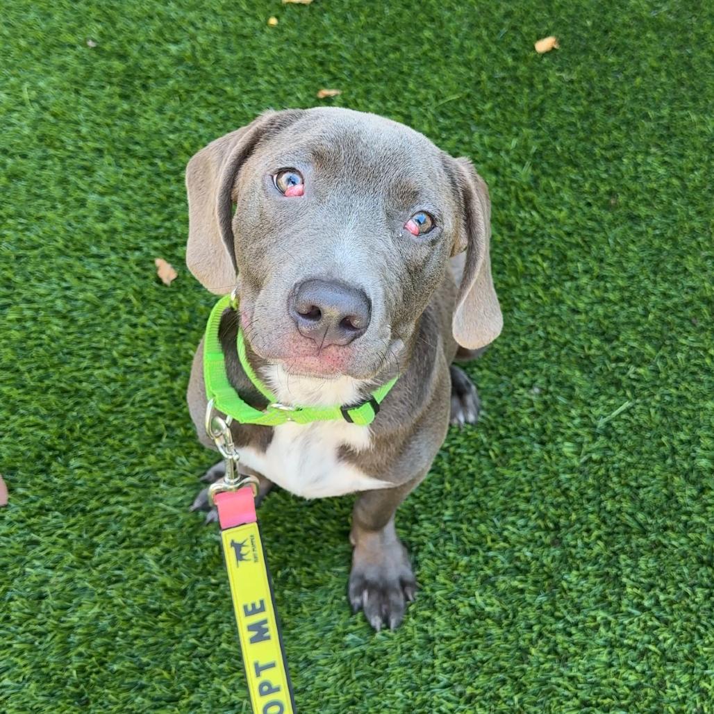 Enlarge Ferdinand, a Adoptable Mixed Breed in Evanston, IL image 1/1