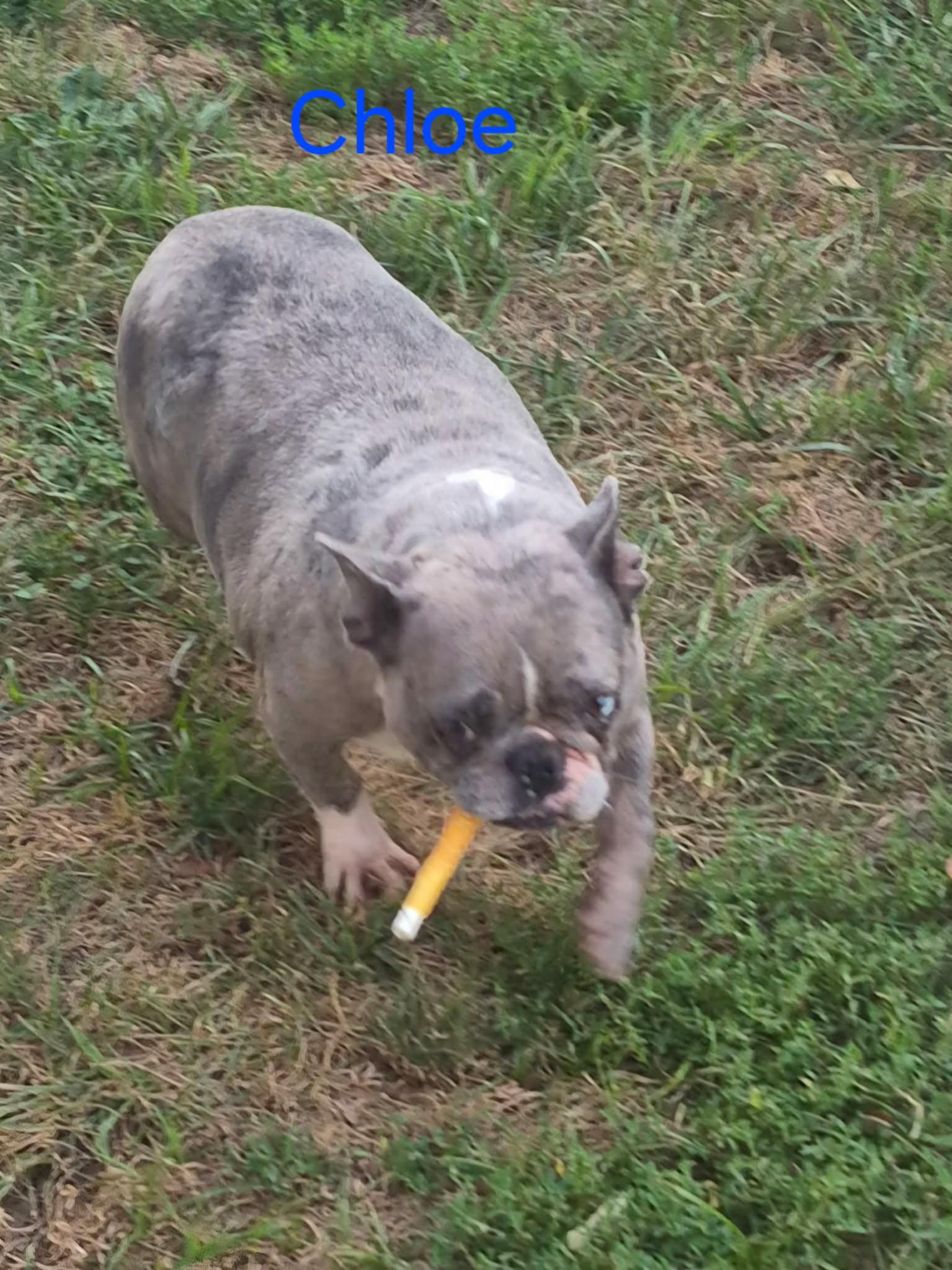 Chloe, Adoptable, Adult Female French Bulldog.