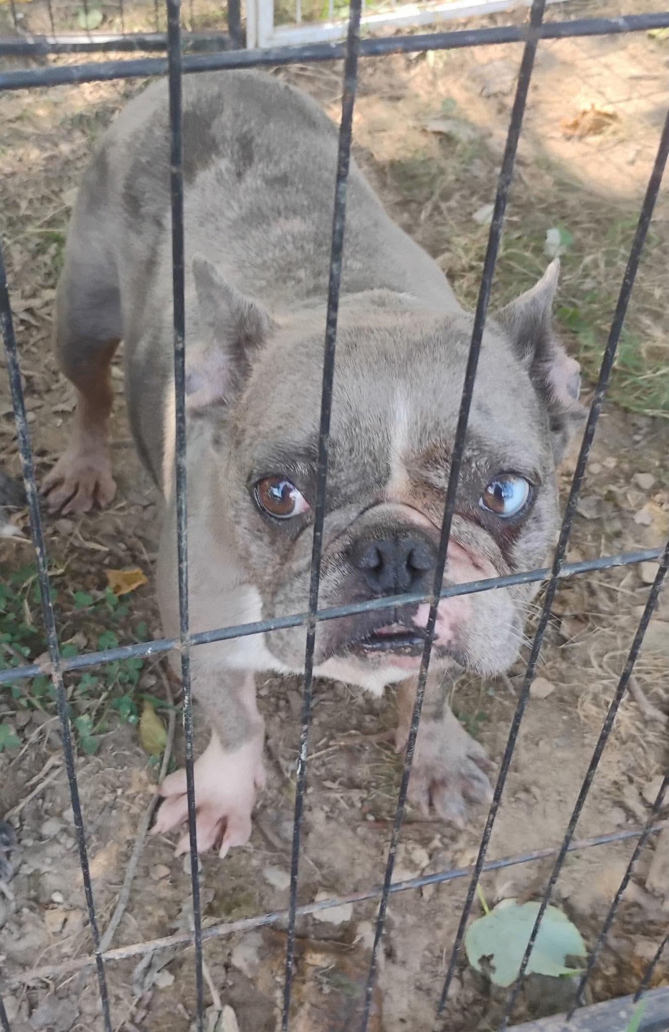Enlarge Chloe, a Adoptable French Bulldog in Richmond, KY image 2/4