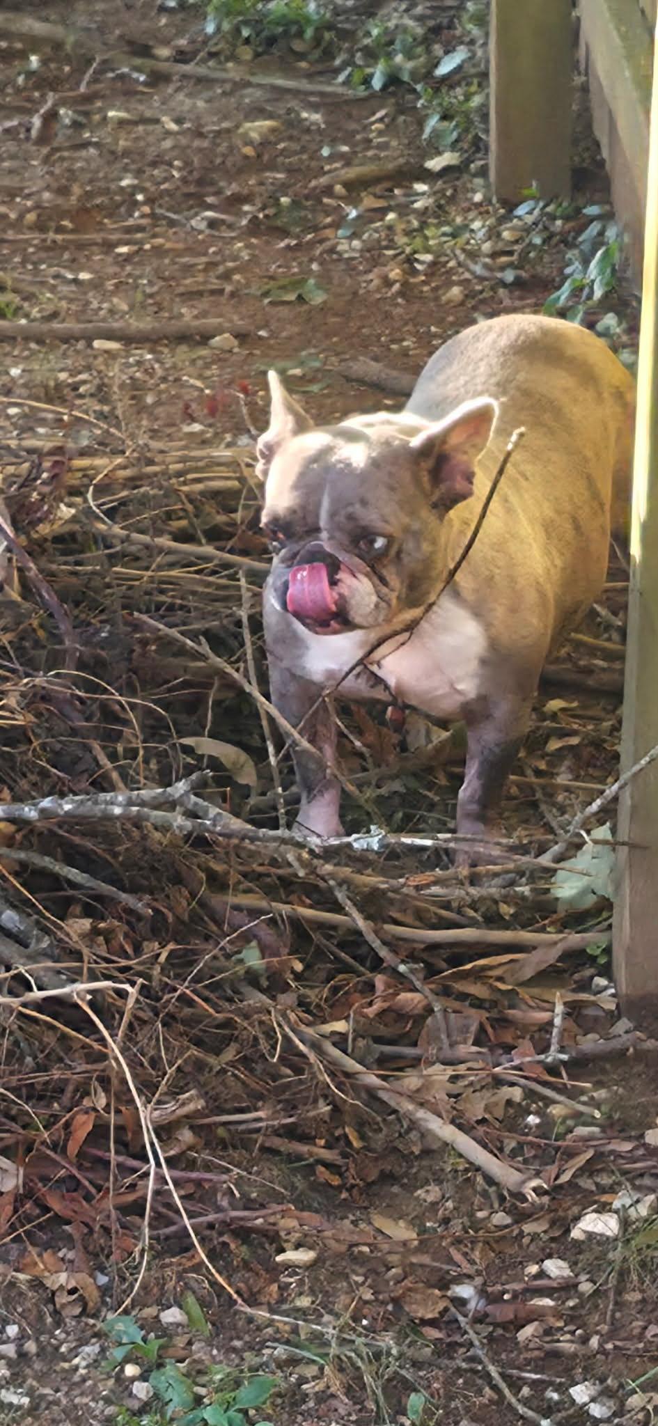 Enlarge Chloe, a Adoptable French Bulldog in Richmond, KY image 3/4