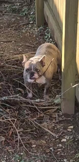 Enlarge Chloe, a Adoptable French Bulldog in Richmond, KY image 4/4