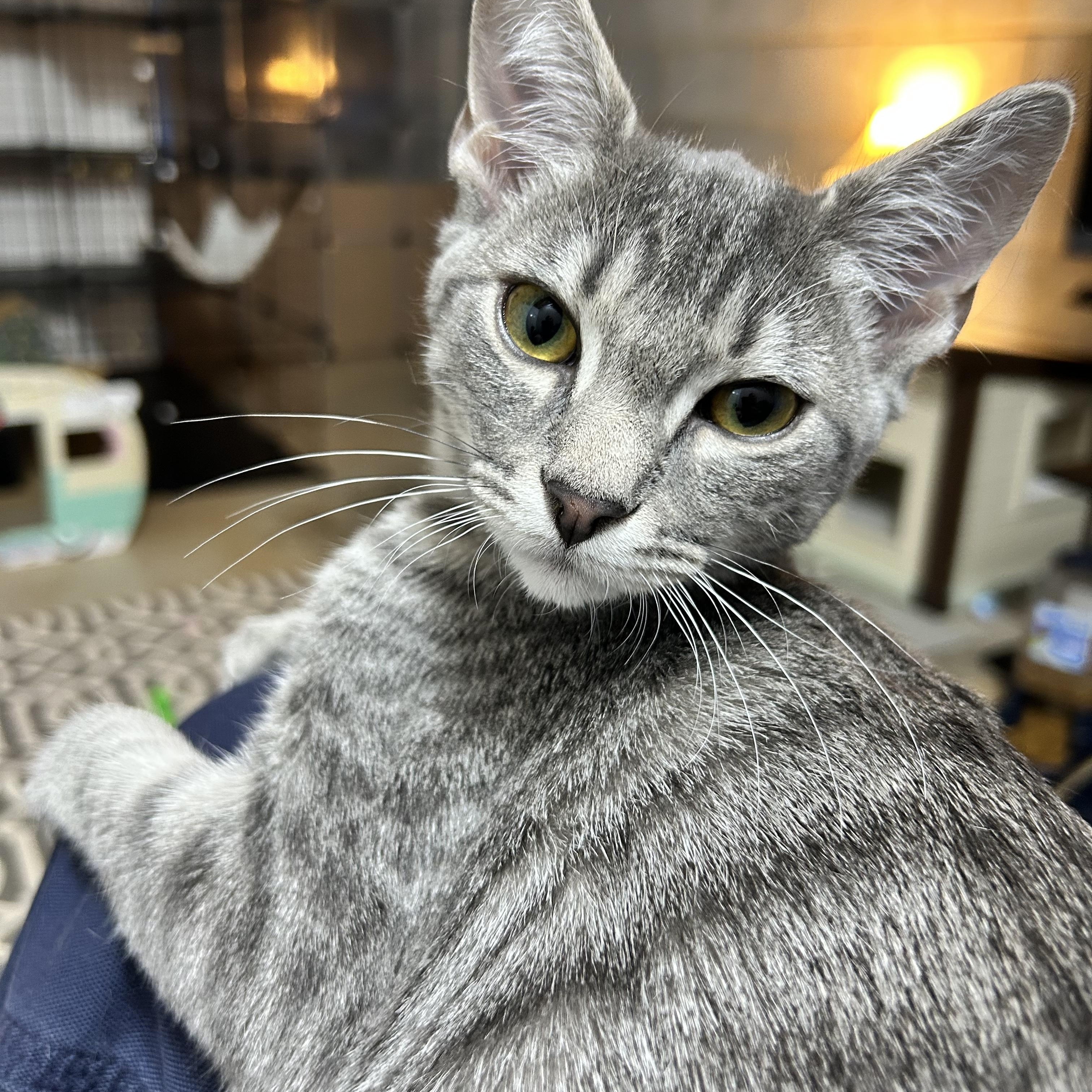 Stitch (Arney), a Adoptable Domestic Short Hair in Hickory, NC image 4/5