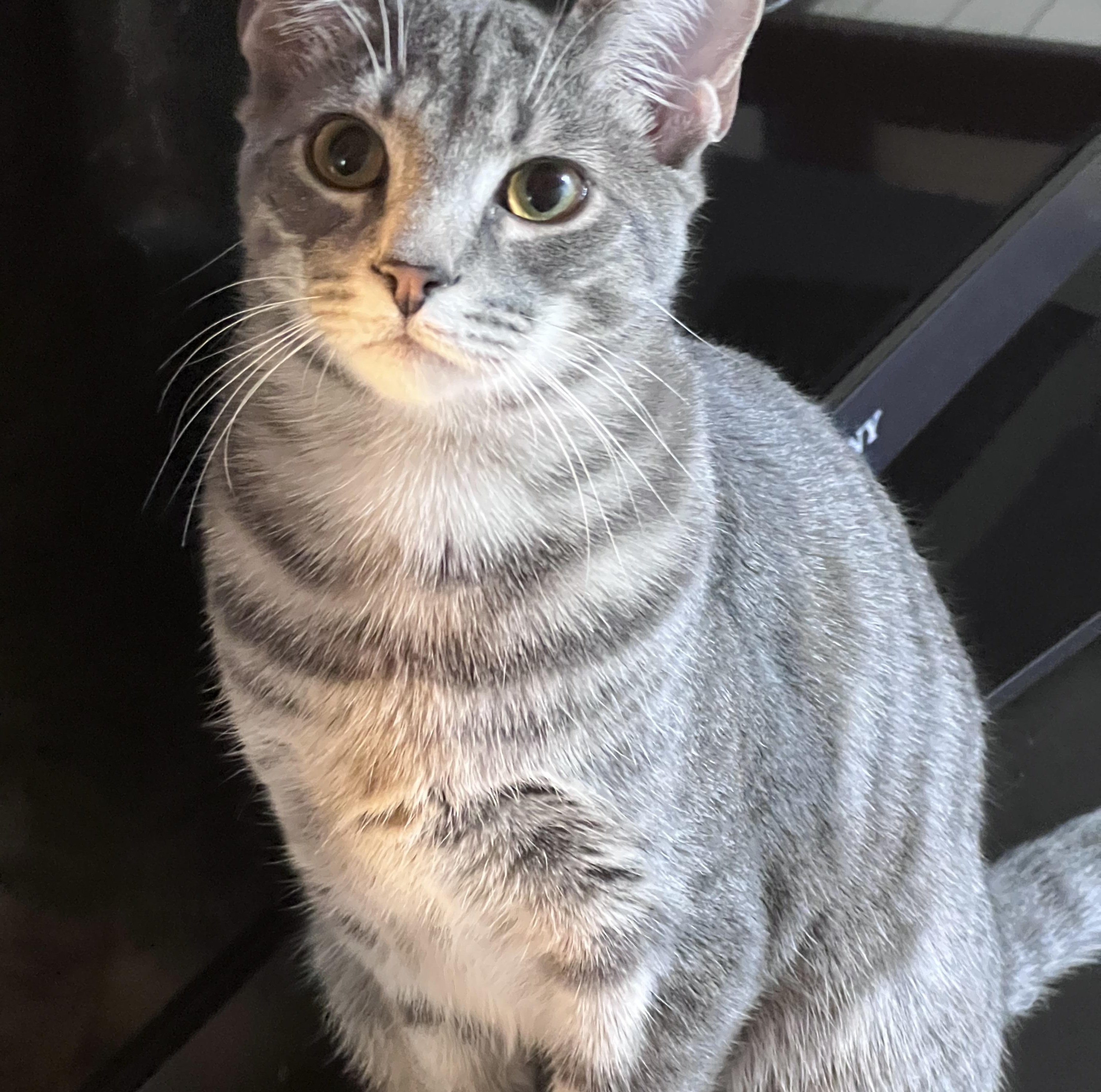 Enlarge Stitch (Arney), a Adoptable Domestic Short Hair in Hickory, NC image 1/5