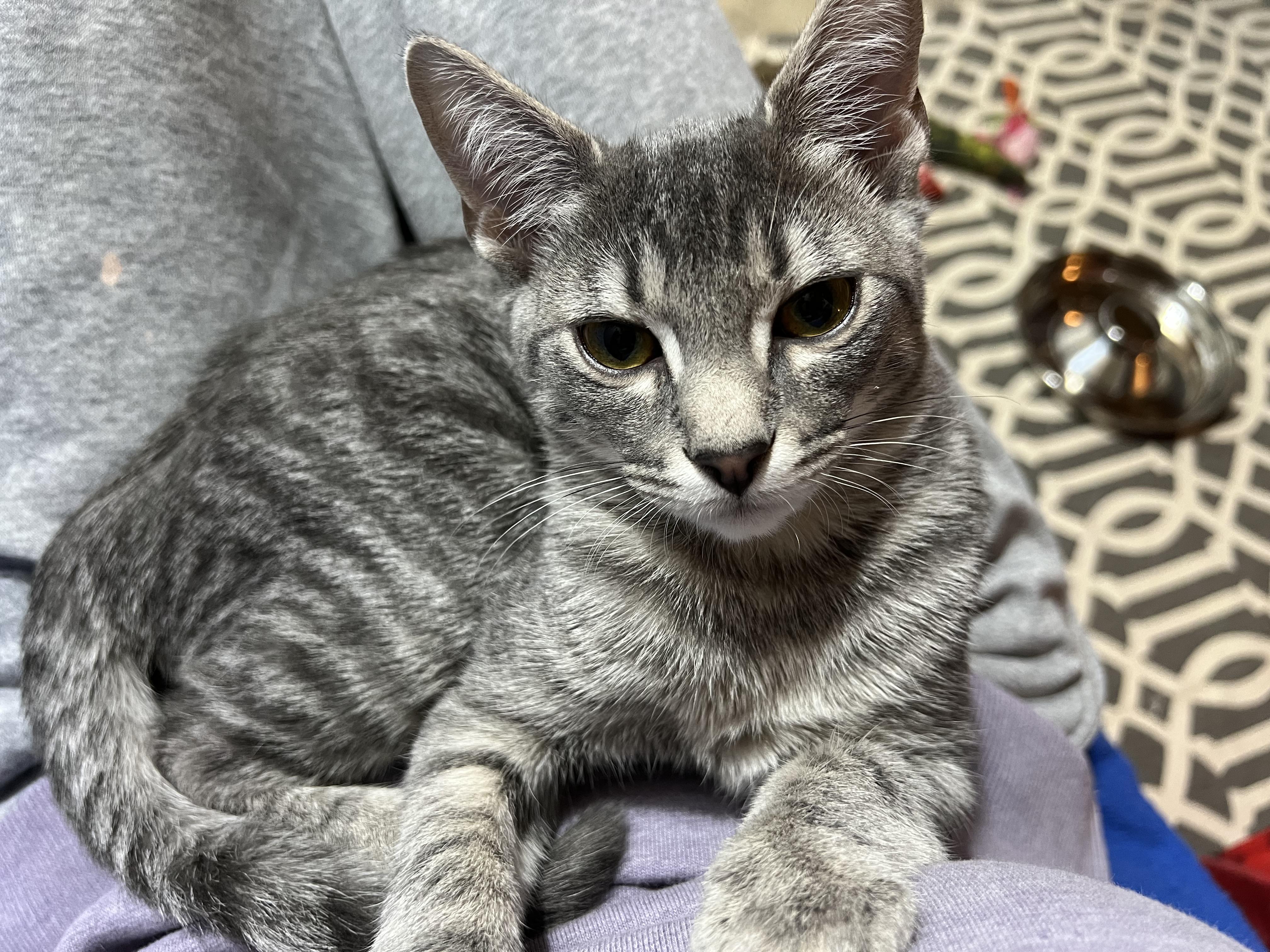 Stitch (Arney), a Adoptable Domestic Short Hair in Hickory, NC image 2/5