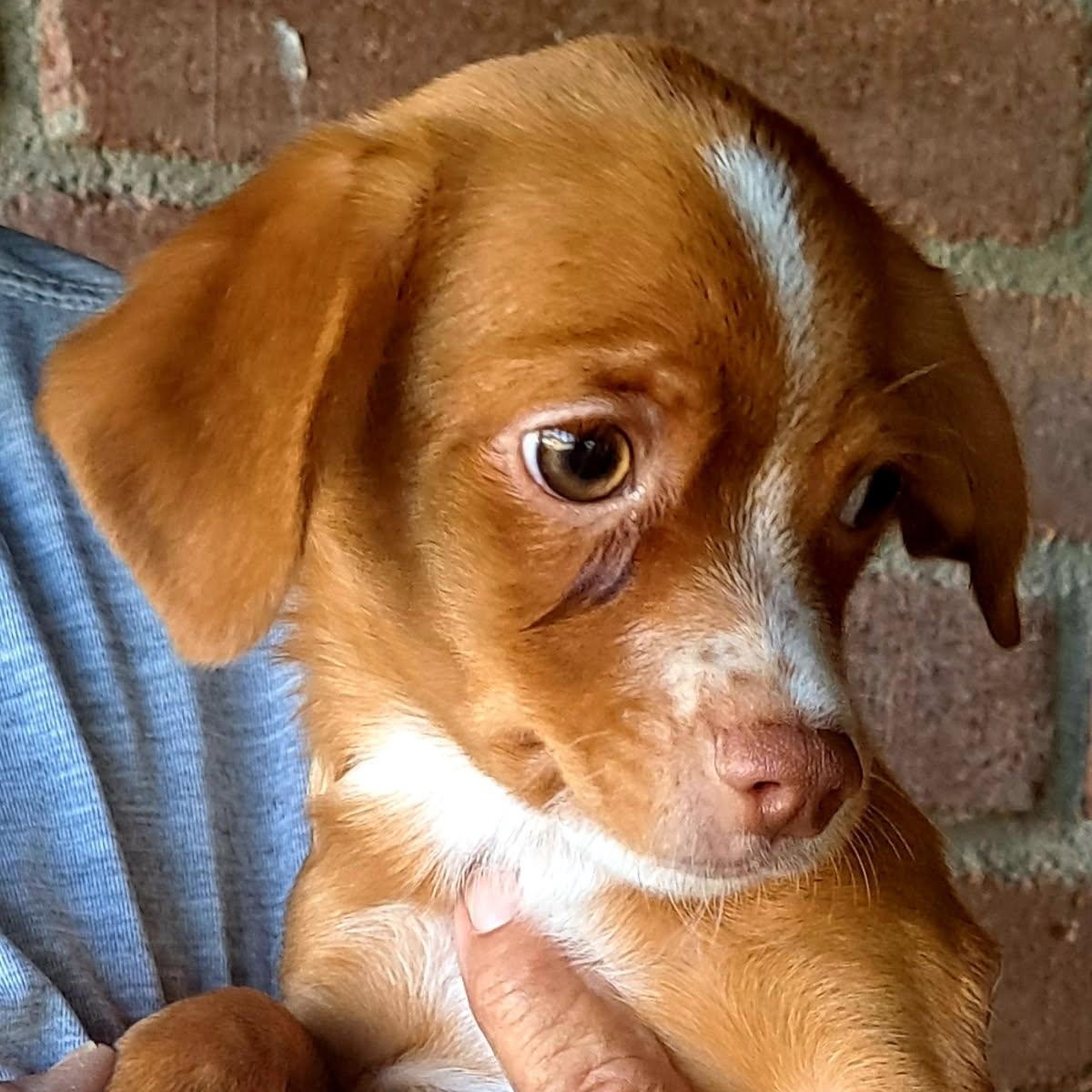 Enlarge Puck, a Adoptable mixed breed in Tucson, AZ image 1/1