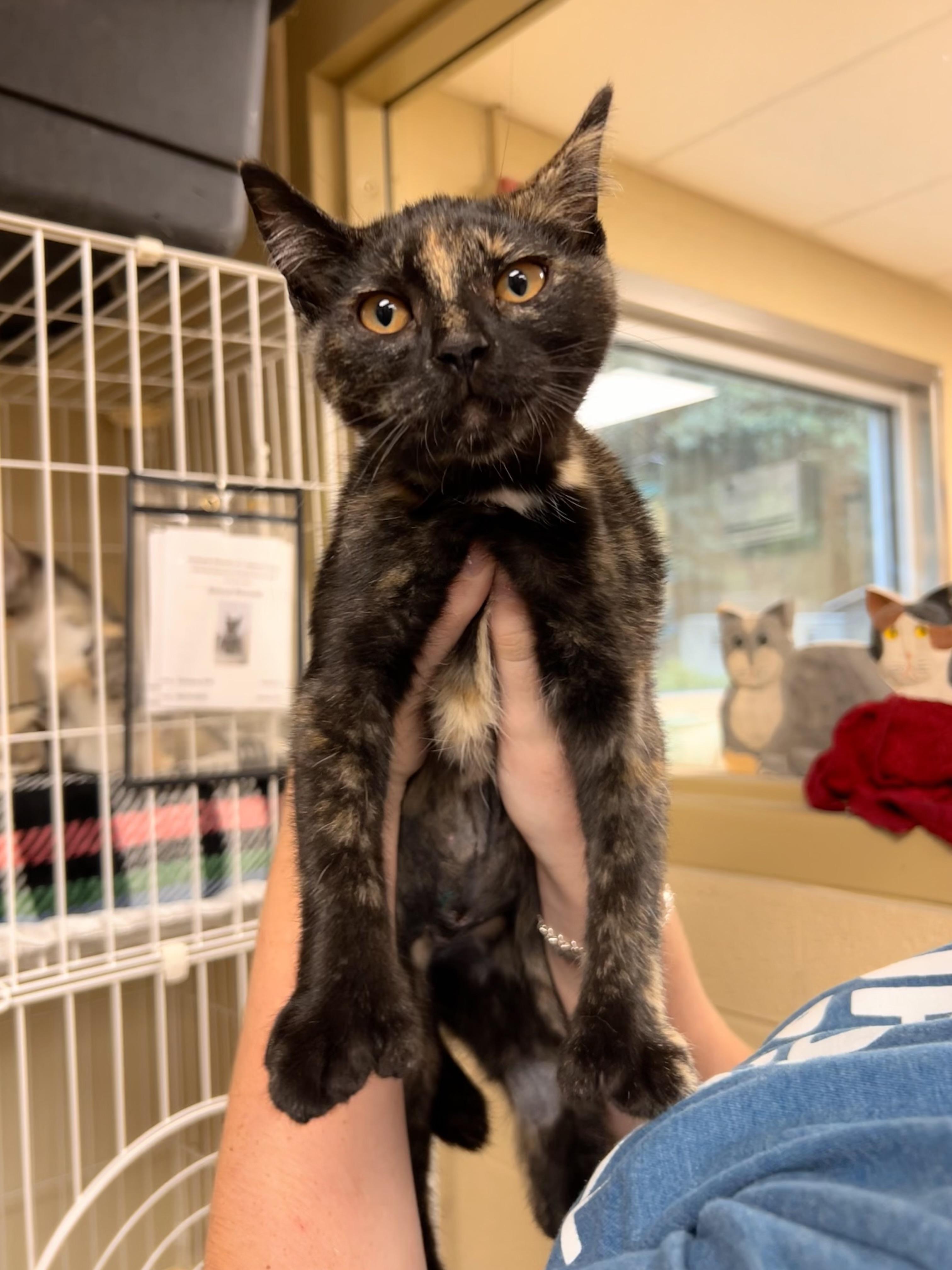 Octopus, adopted, Kitten Female Domestic Short Hair.