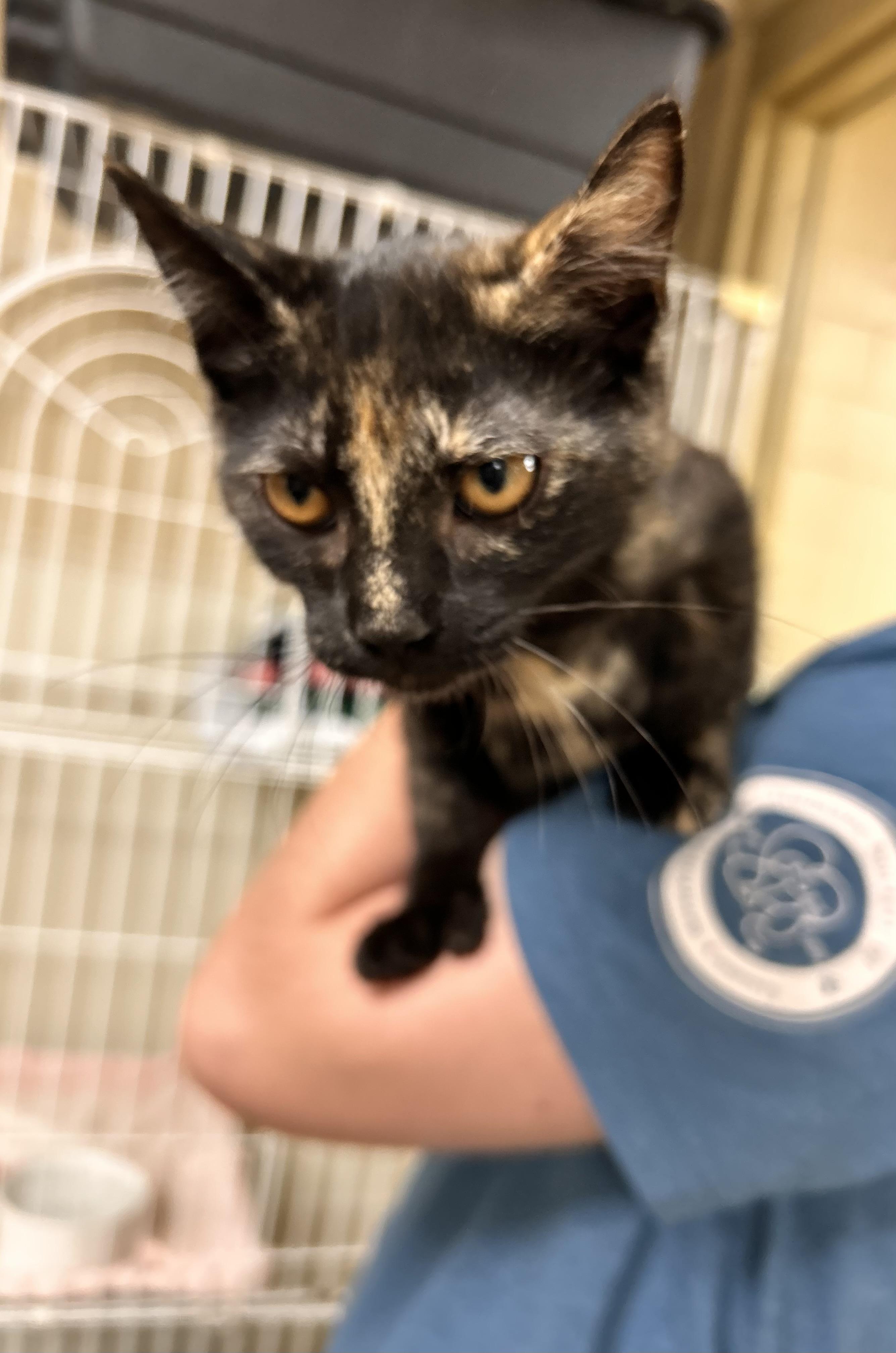 Octopus, an adopted Domestic Short Hair in Myerstown, PA image 2/2