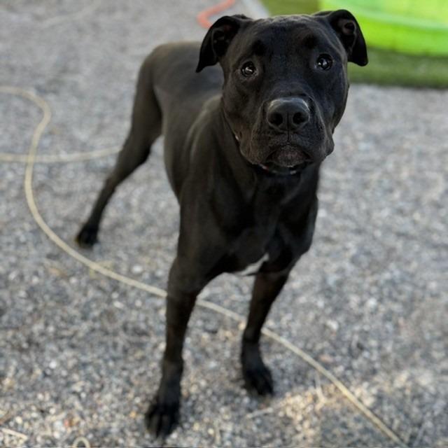Flounder, Adoptable, Adult Male Pit Bull Terrier & Mixed Breed.