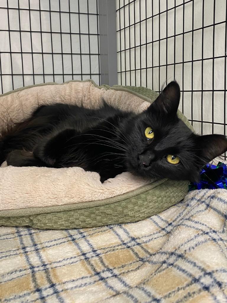 Vashti, Adoptable, Young Female Domestic Short Hair.