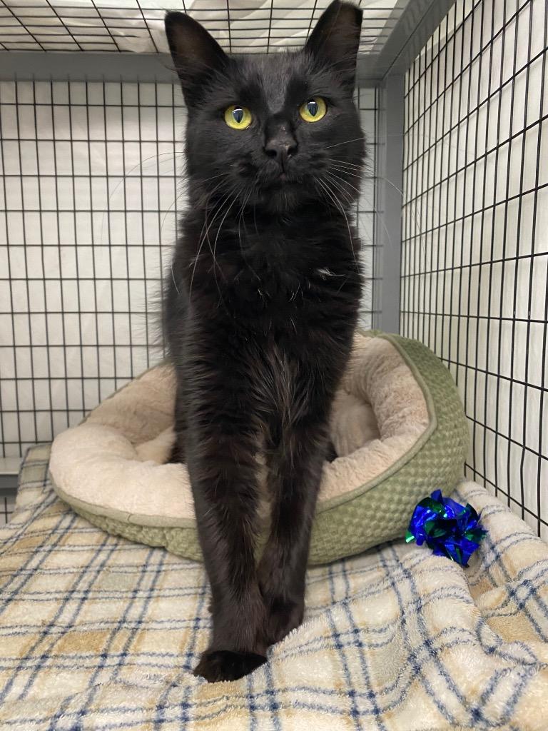 Vashti, a Adoptable mixed breed in Grants Pass, OR image 2/3