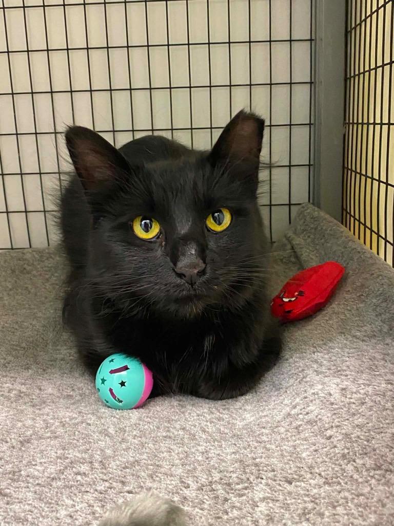 Vashti, a Adoptable mixed breed in Grants Pass, OR image 3/3