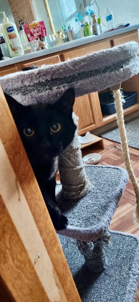 Reece Whiskerspoon, Adoptable, Adult Female Domestic Short Hair.