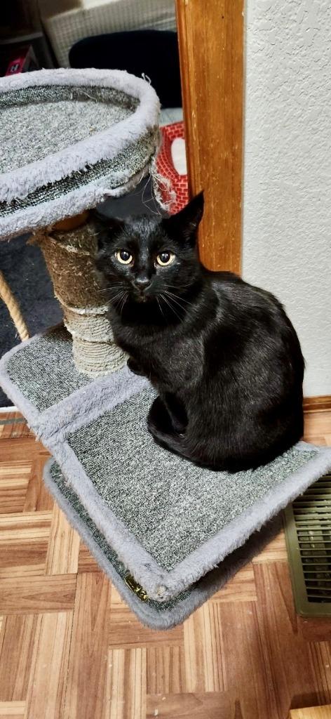 Reece Whiskerspoon, Adoptable, Adult Female Domestic Short Hair.