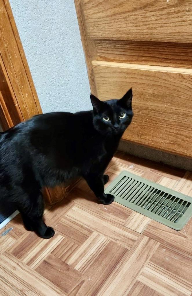 Enlarge Reece Whiskerspoon, a Adoptable mixed breed in Fort Lupton, CO image 2/3