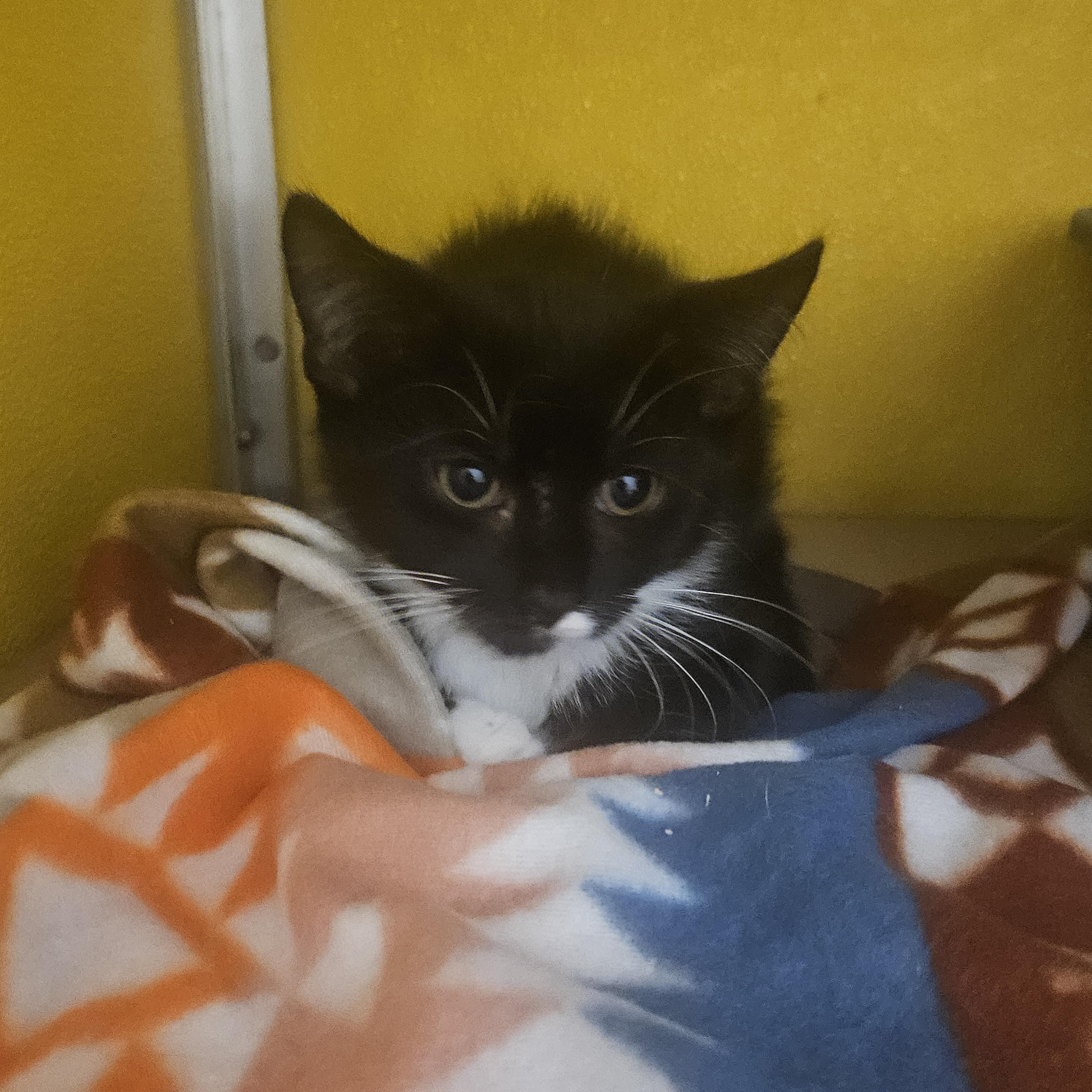 Enlarge Sushi, an adopted Domestic Medium Hair in Fall River, MA image 1/1