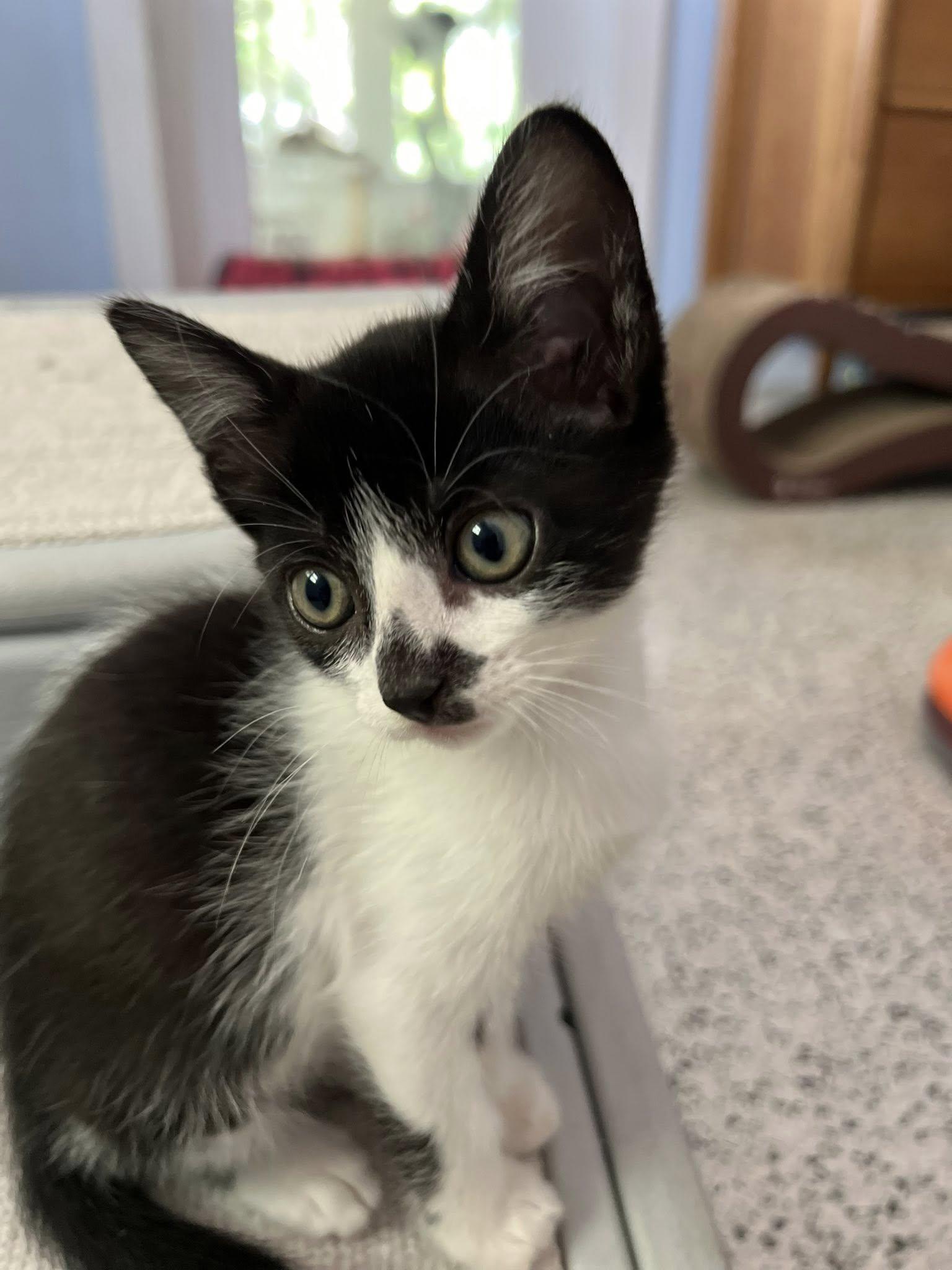 Trepidatious, a Adopted mixed breed in Melbourne, FL image 2/2