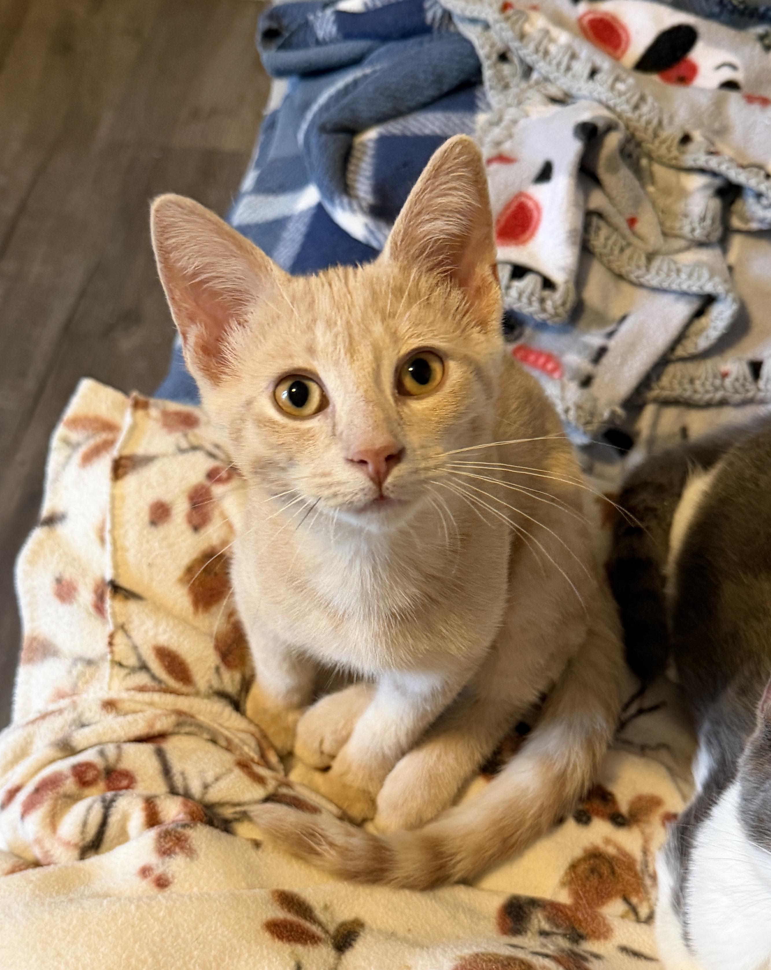 Enlarge Will - Mr Purrsonality, a Adoptable Domestic Short Hair in South Lyon, MI image 1/3