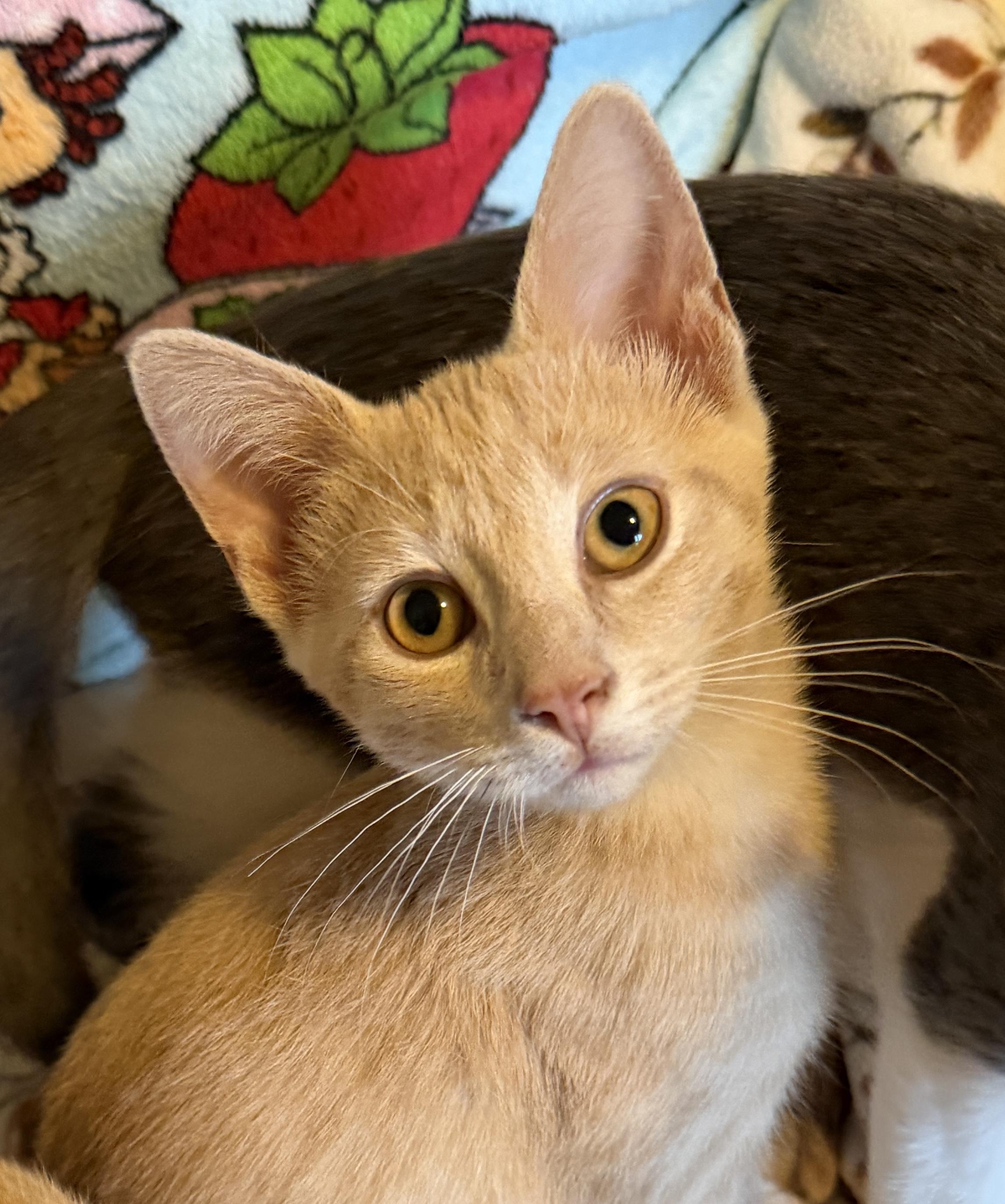 Enlarge Will - Mr Purrsonality, a Adoptable Domestic Short Hair in South Lyon, MI image 3/3
