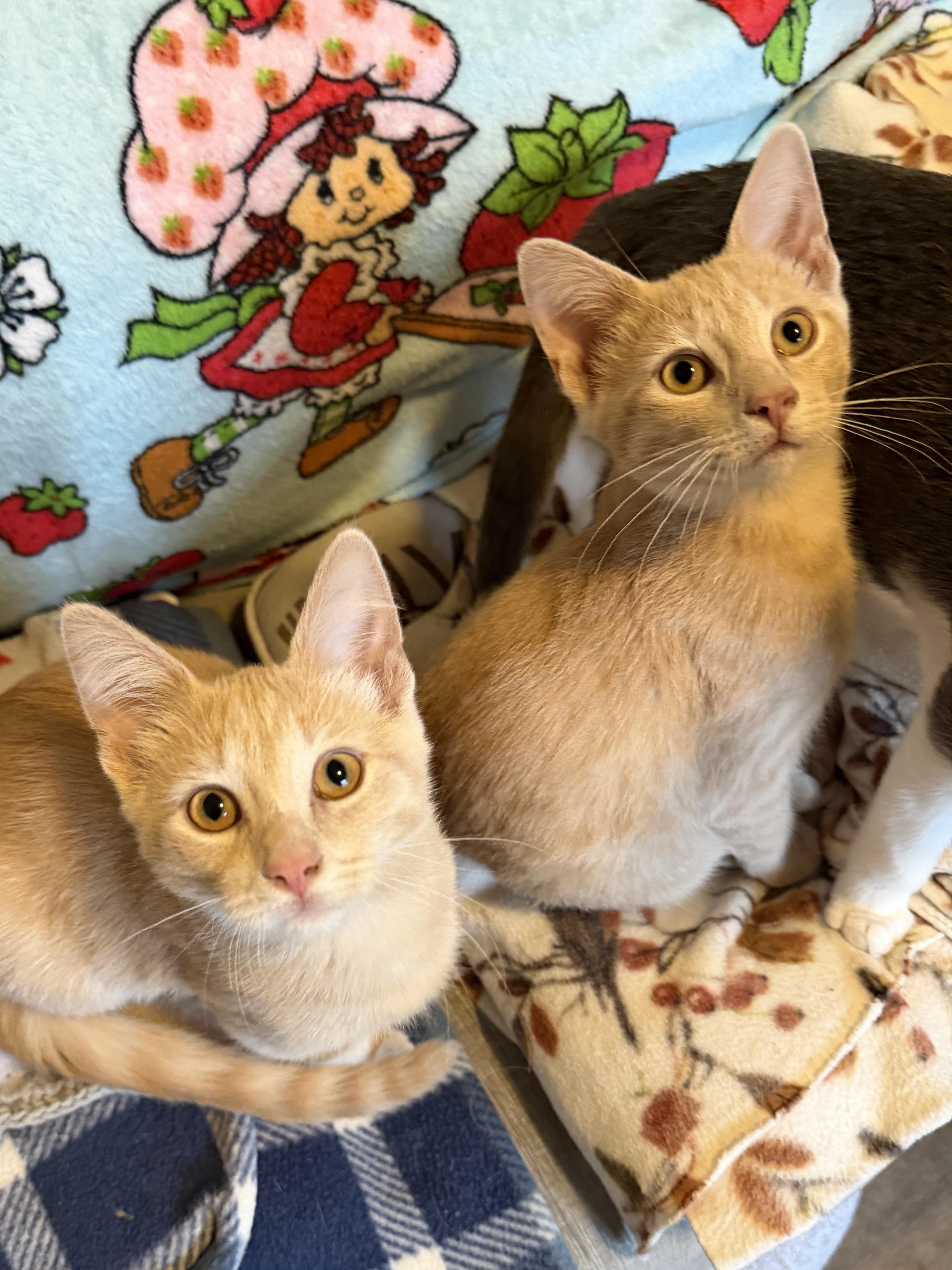 Enlarge Will - Mr Purrsonality, a Adoptable Domestic Short Hair in South Lyon, MI image 2/3