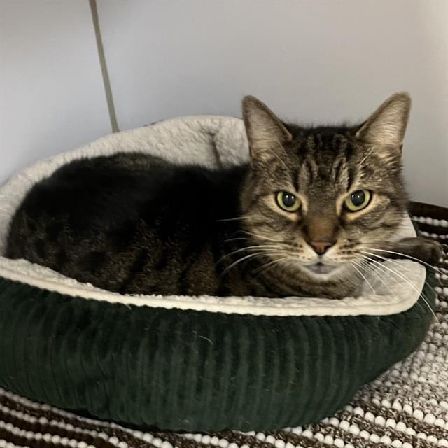 Enlarge OSCAR, a Adoptable Domestic Short Hair in Centerville, MA image 1/1