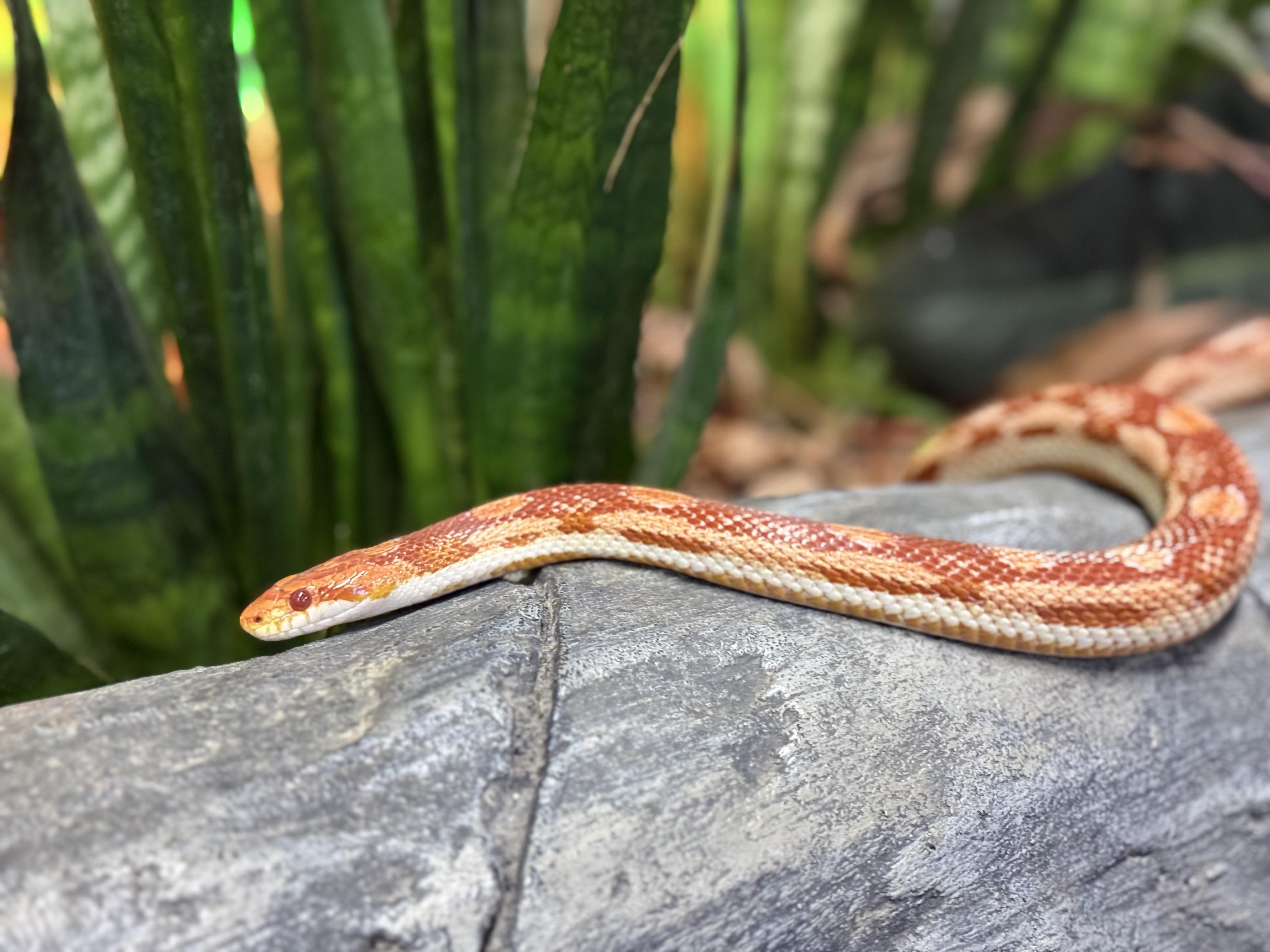 Chili , ADOPTABLE, Adult Unknown Corn / Rat & Snake.