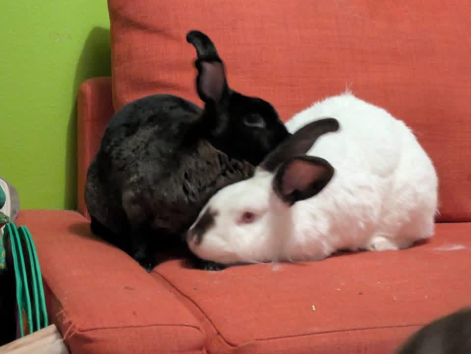 Millionaire and Martini , ADOPTABLE, Adult Male New Zealand.