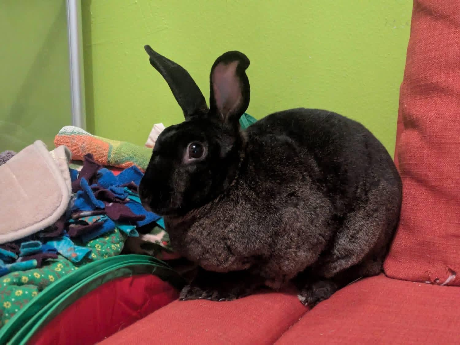 Millionaire and Martini , a ADOPTABLE New Zealand in St. Charles, MO image 4/4