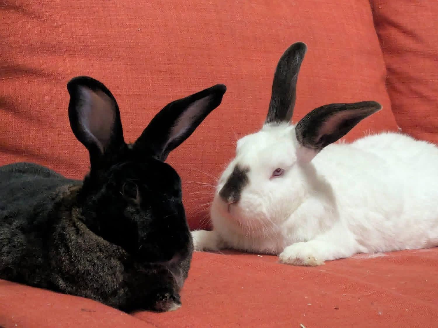Millionaire and Martini , a ADOPTABLE New Zealand in St. Charles, MO image 2/4