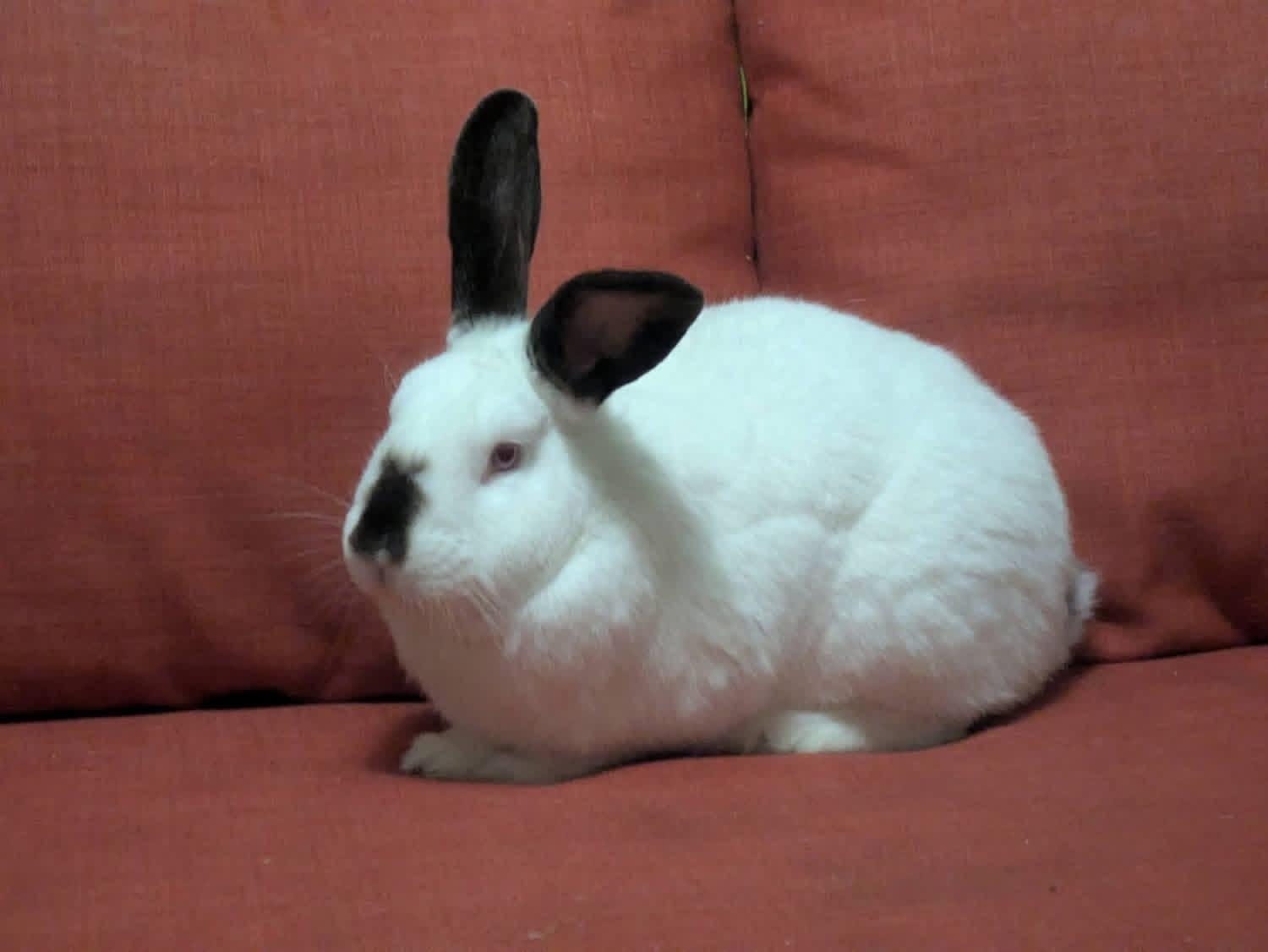 Millionaire and Martini , a ADOPTABLE New Zealand in St. Charles, MO image 3/4