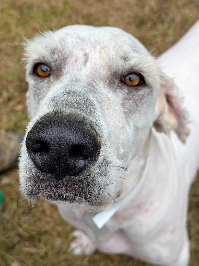 GANDALF-Transport available to VT, CT, and PA