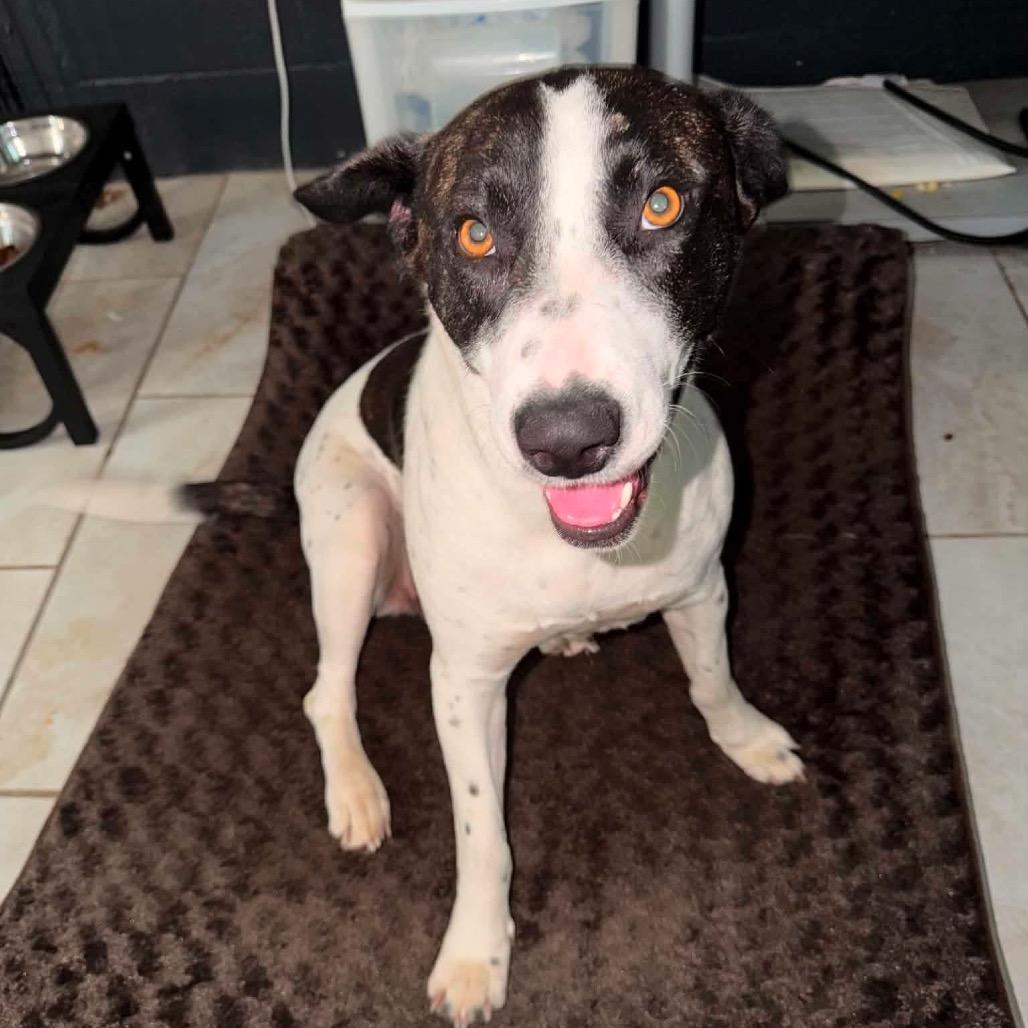 Enlarge Colbie Jean, a Adoptable Mixed Breed in Olathe, KS image 1/6